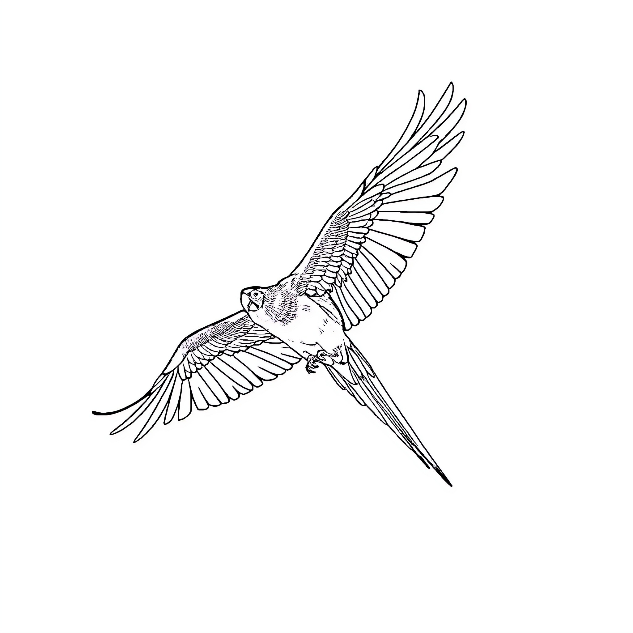 Macaw mid-flight with wings spread Coloring Page (free black-and-white line drawing printable PDF for all, from beginners to advanced learners, including children, teens, adults, and seniors)