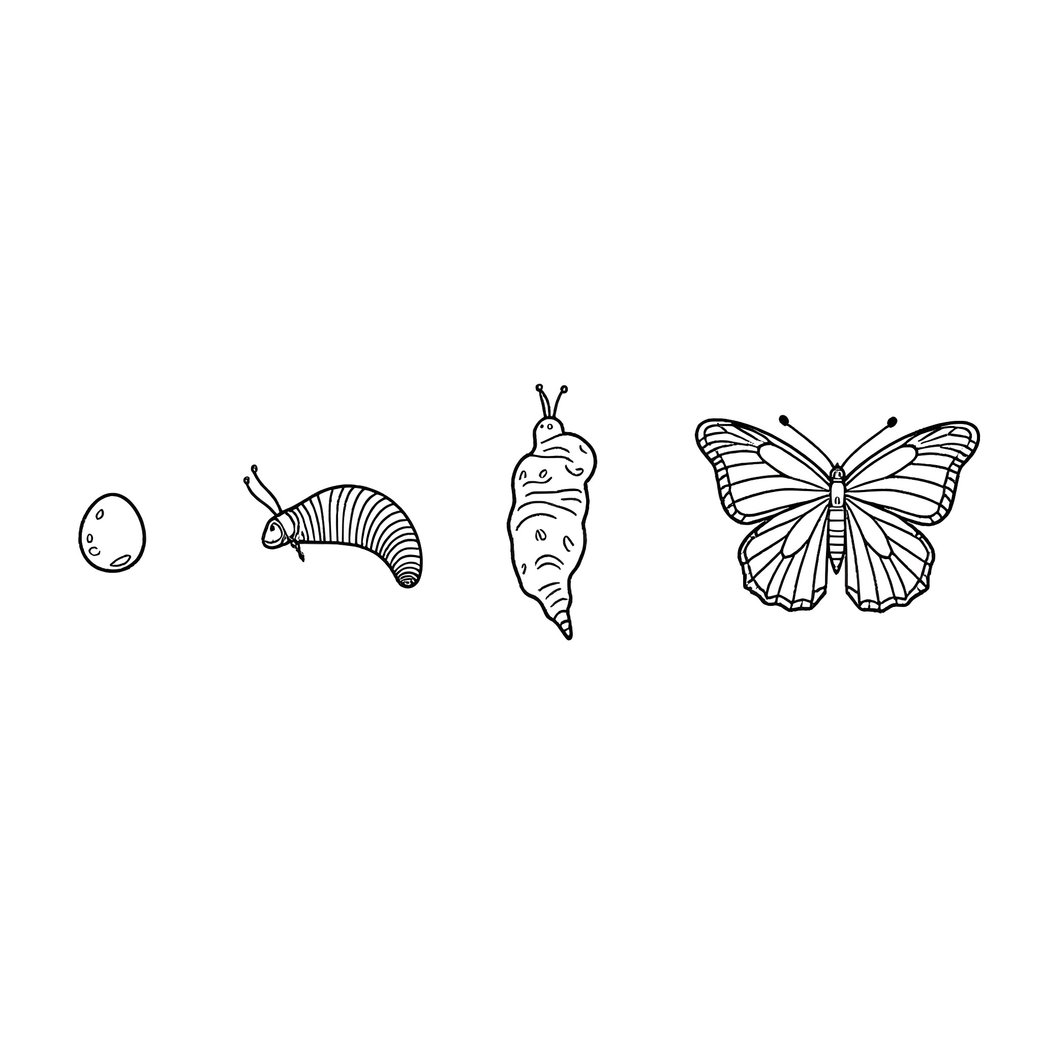 Butterfly life cycle stages Coloring Page (free black-and-white line drawing printable PDF for all, from beginners to advanced learners, including children, teens, adults, and seniors)