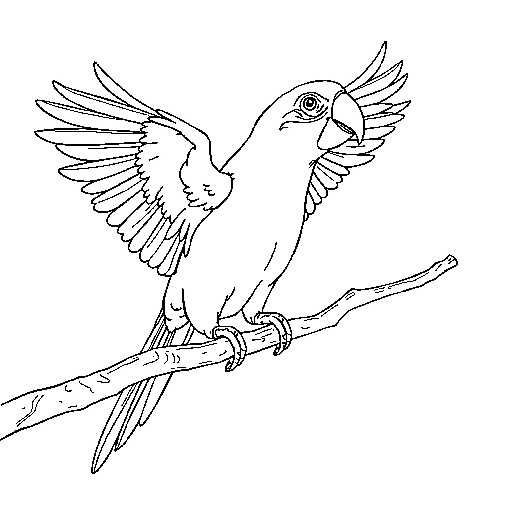 Parrot perched on a branch Coloring Page (free black-and-white line drawing printable PDF for all, from beginners to advanced learners, including children, teens, adults, and seniors)