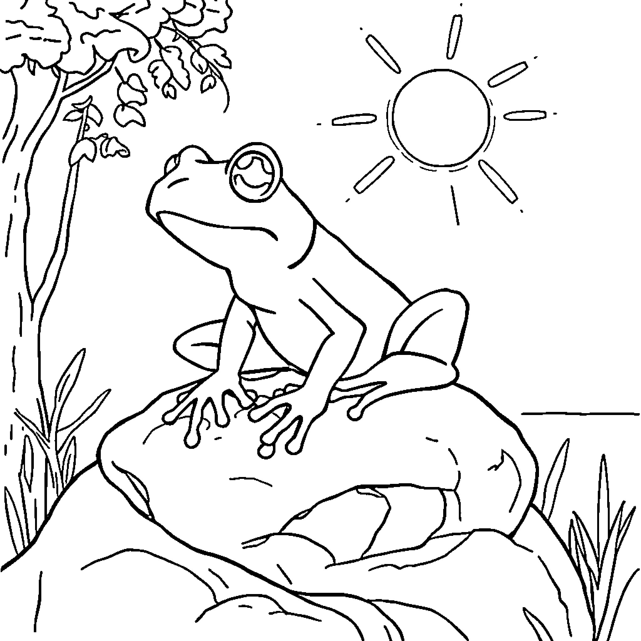 Frog sitting on a rock in the sun Coloring Page (free black-and-white line drawing printable PDF for all, from beginners to advanced learners, including children, teens, adults, and seniors)