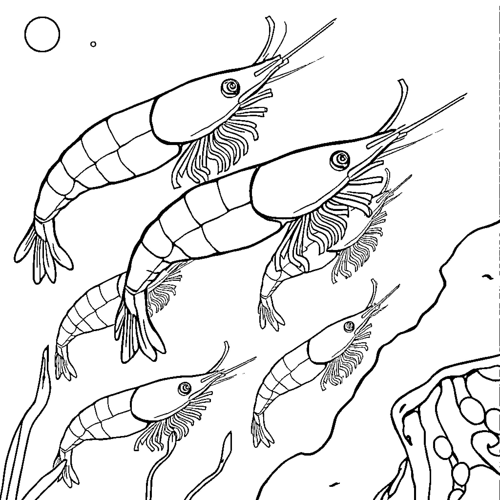 Mysis Shrimp swimming in the underwater scene Coloring Page (free black-and-white line drawing printable PDF for all, from beginners to advanced learners, including children, teens, adults, and seniors)