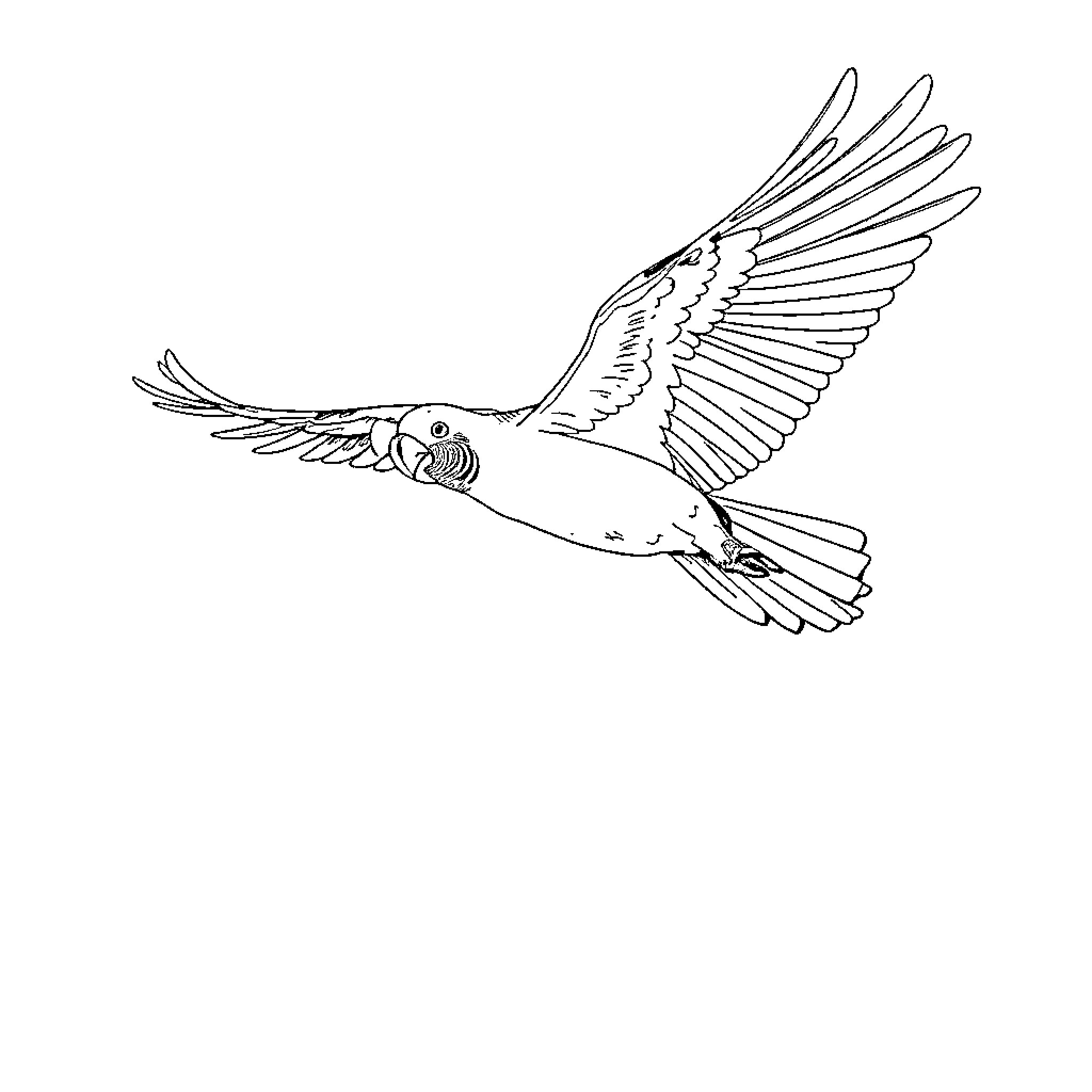 African Grey Parrot soaring in flight Coloring Page (free black-and-white line drawing printable PDF for all, from beginners to advanced learners, including children, teens, adults, and seniors)