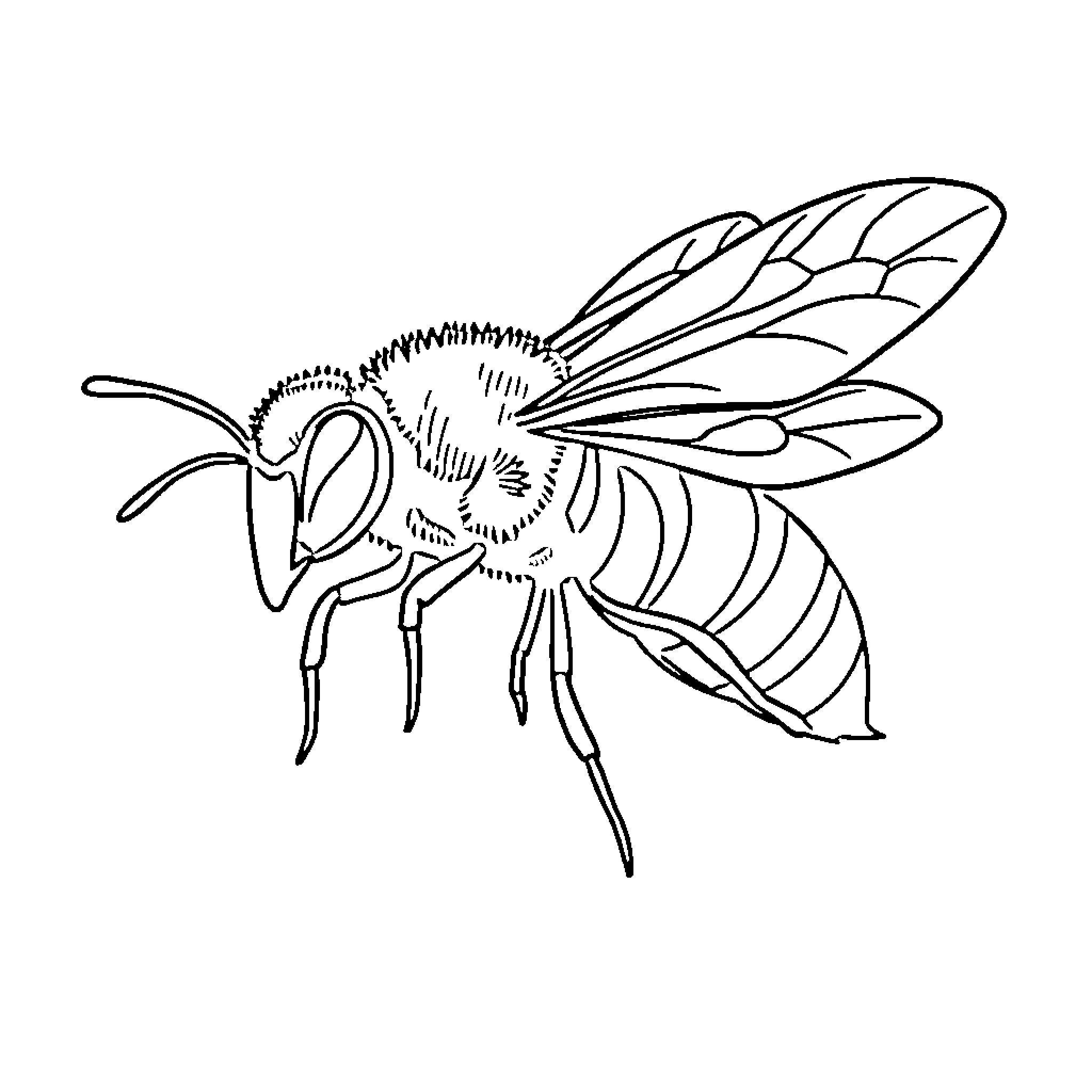 Hornet depicted in detailed line art Coloring Page (free black-and-white line drawing printable PDF for all, from beginners to advanced learners, including children, teens, adults, and seniors)