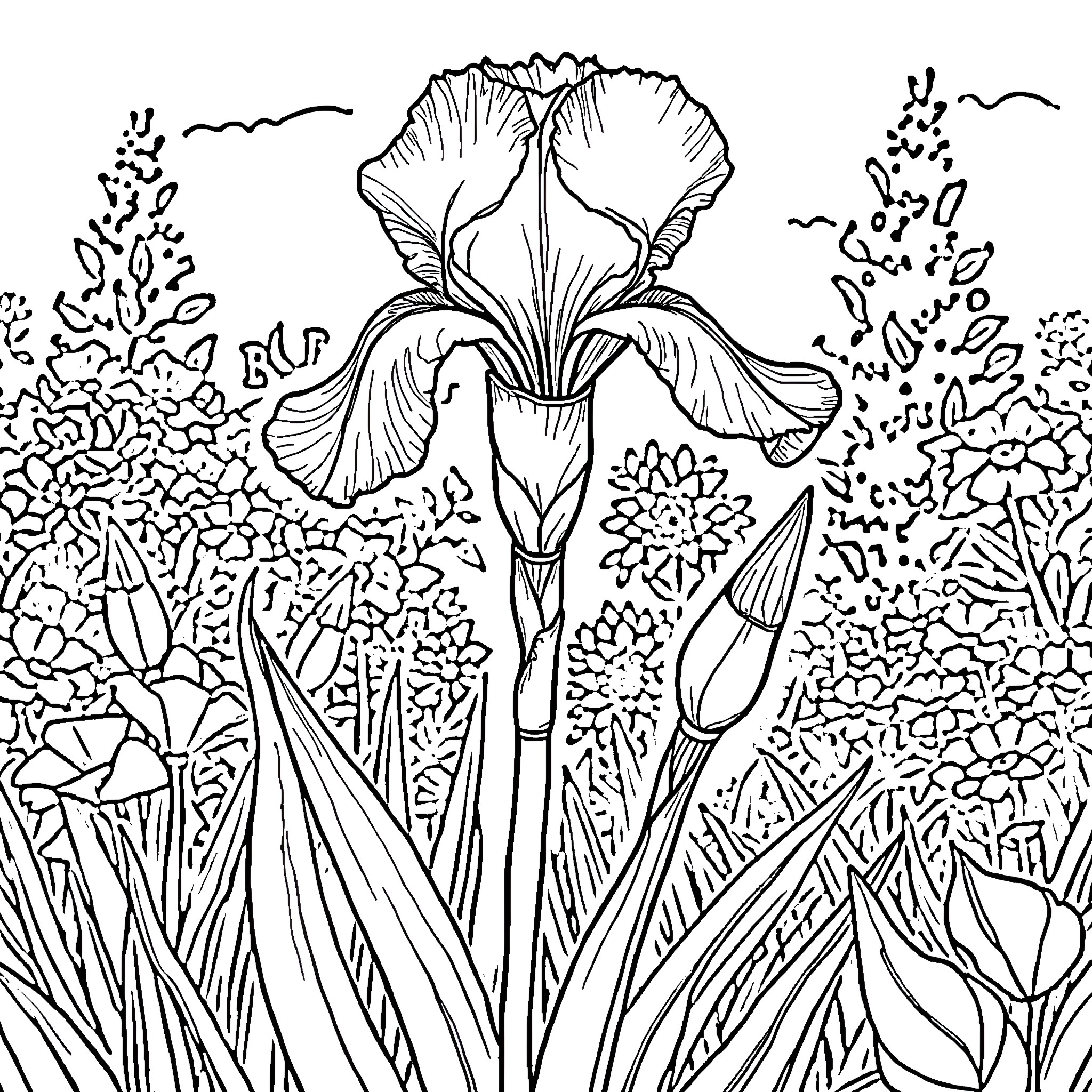 Iris blossoming in a vibrant floral field Coloring Page (free black-and-white line drawing printable PDF for all, from beginners to advanced learners, including children, teens, adults, and seniors)