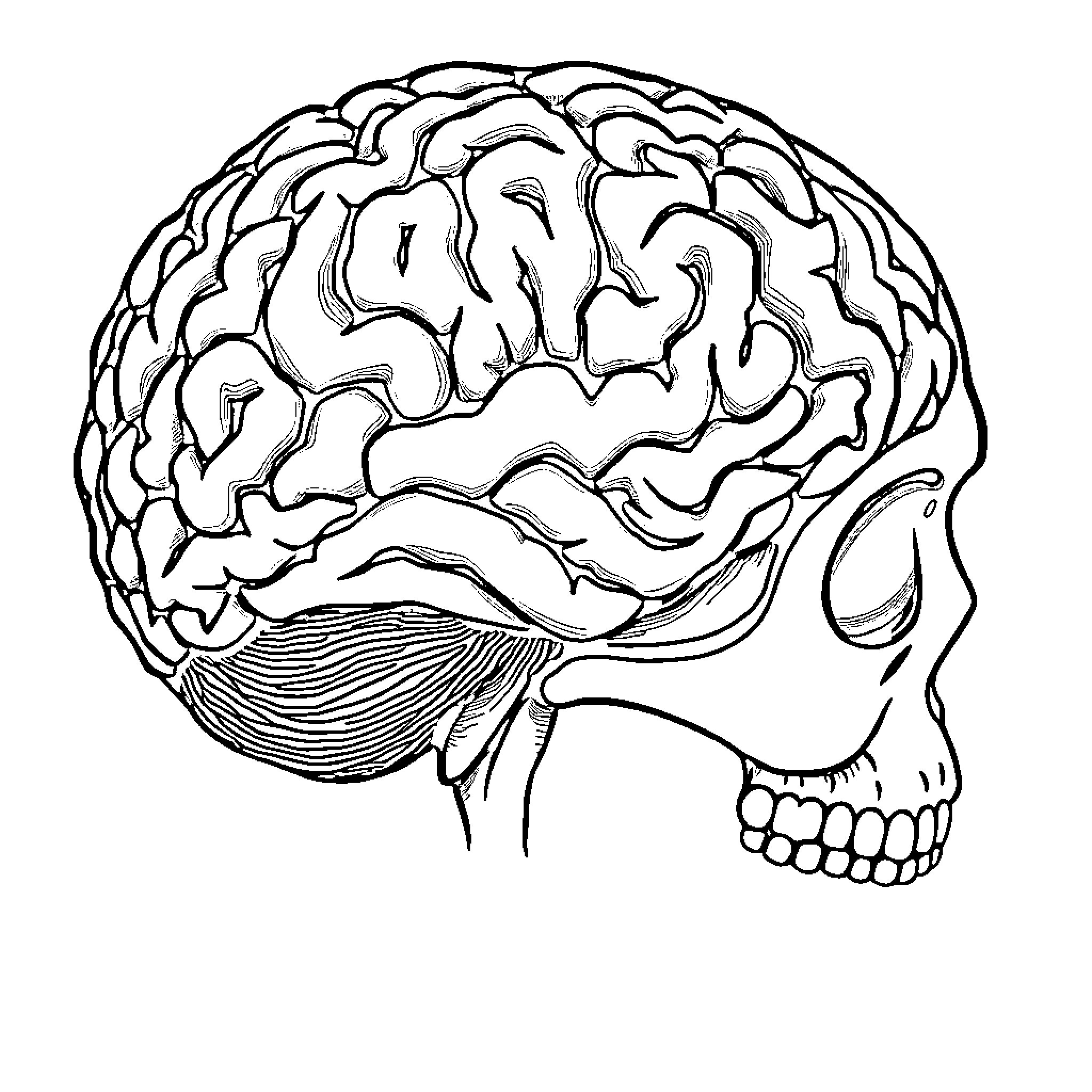 Brain showcasing its intricate structure Coloring Page (free black-and-white line drawing printable PDF for all, from beginners to advanced learners, including children, teens, adults, and seniors)
