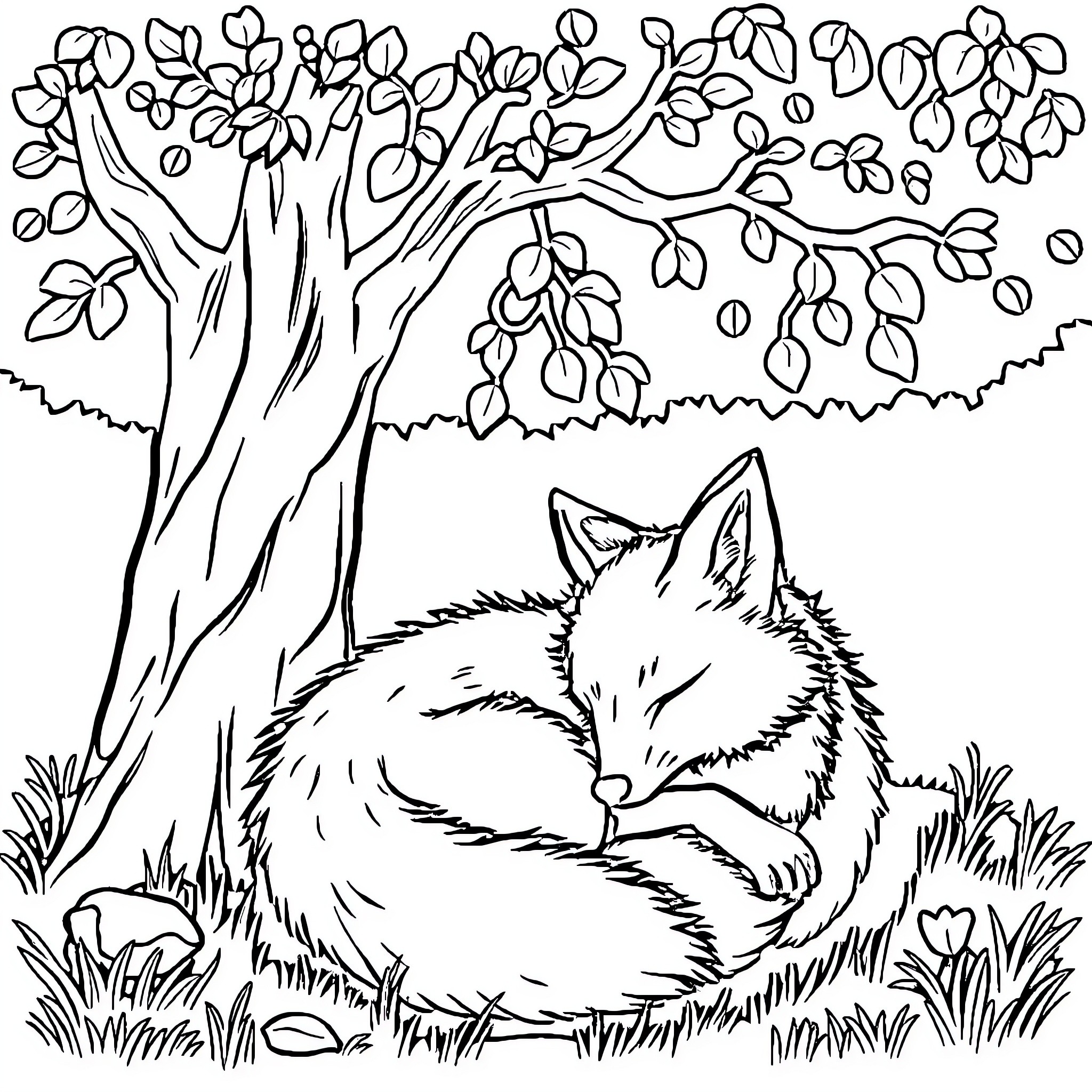 Fox napping peacefully under blooming tree Coloring Page (free black-and-white line drawing printable PDF for all, from beginners to advanced learners, including children, teens, adults, and seniors)