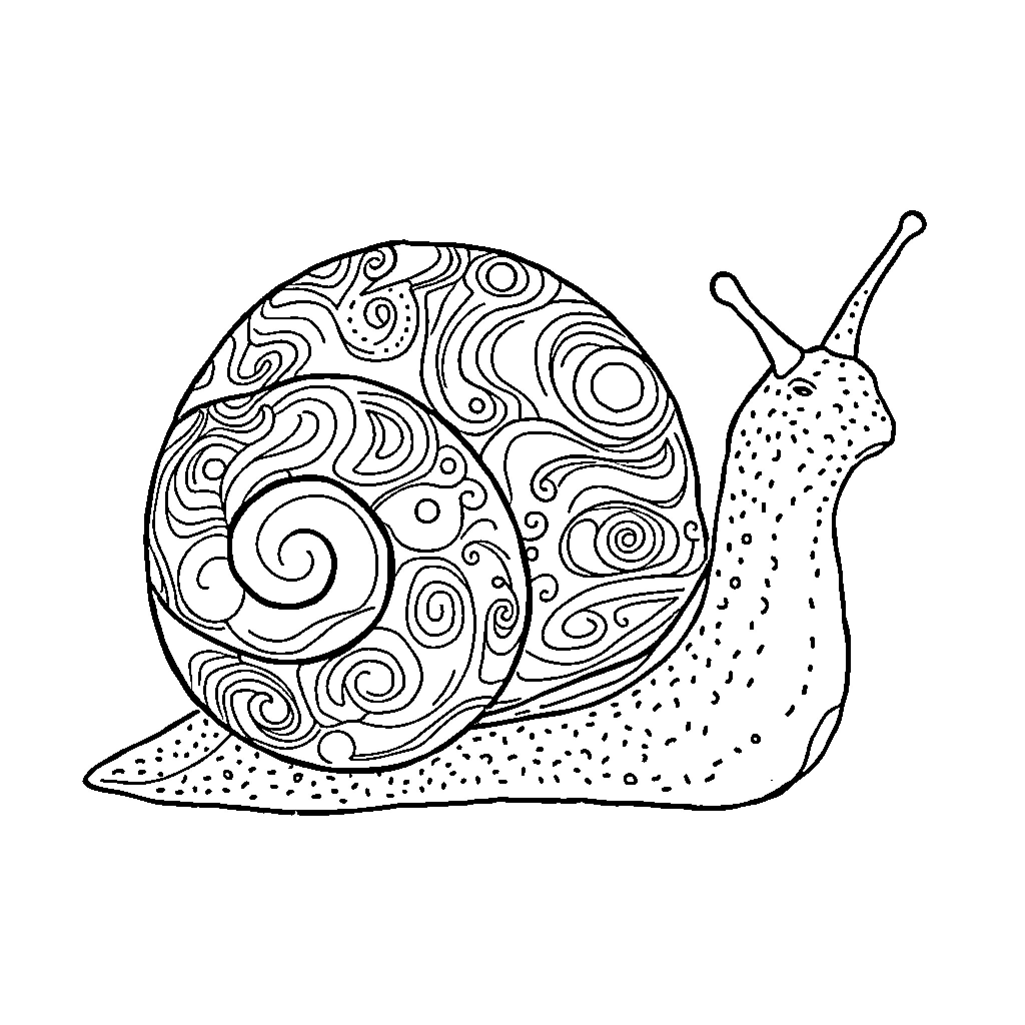 Snail exploring intricate patterns Coloring Page (free black-and-white line drawing printable PDF for all, from beginners to advanced learners, including children, teens, adults, and seniors)