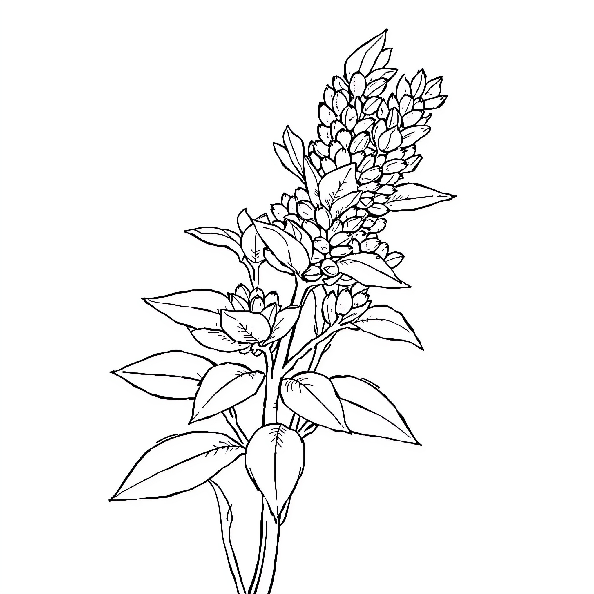Lavender floral arrangement with detailed leaves Coloring Page (free black-and-white line drawing printable PDF for all, from beginners to advanced learners, including children, teens, adults, and seniors)