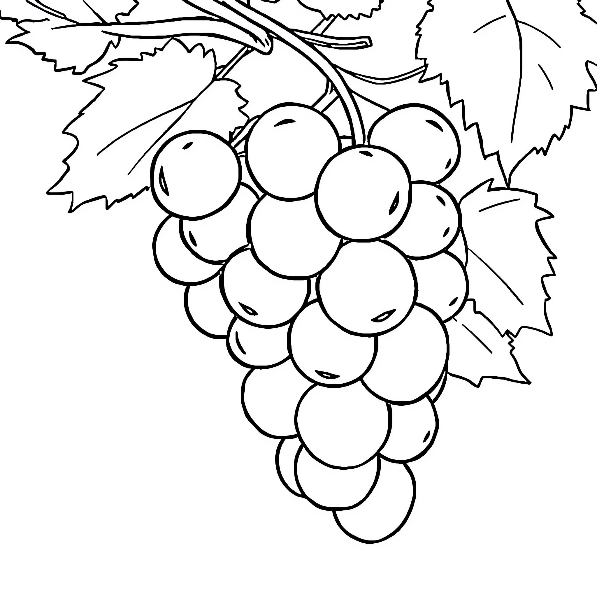 Grape cluster with leaves and vines Coloring Page (free black-and-white line drawing printable PDF for all, from beginners to advanced learners, including children, teens, adults, and seniors)