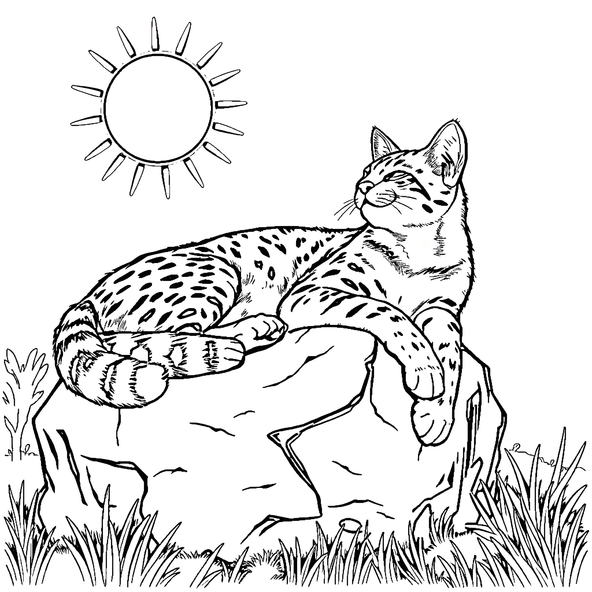Wildcat resting peacefully in the sun Coloring Page (free black-and-white line drawing printable PDF for all, from beginners to advanced learners, including children, teens, adults, and seniors)