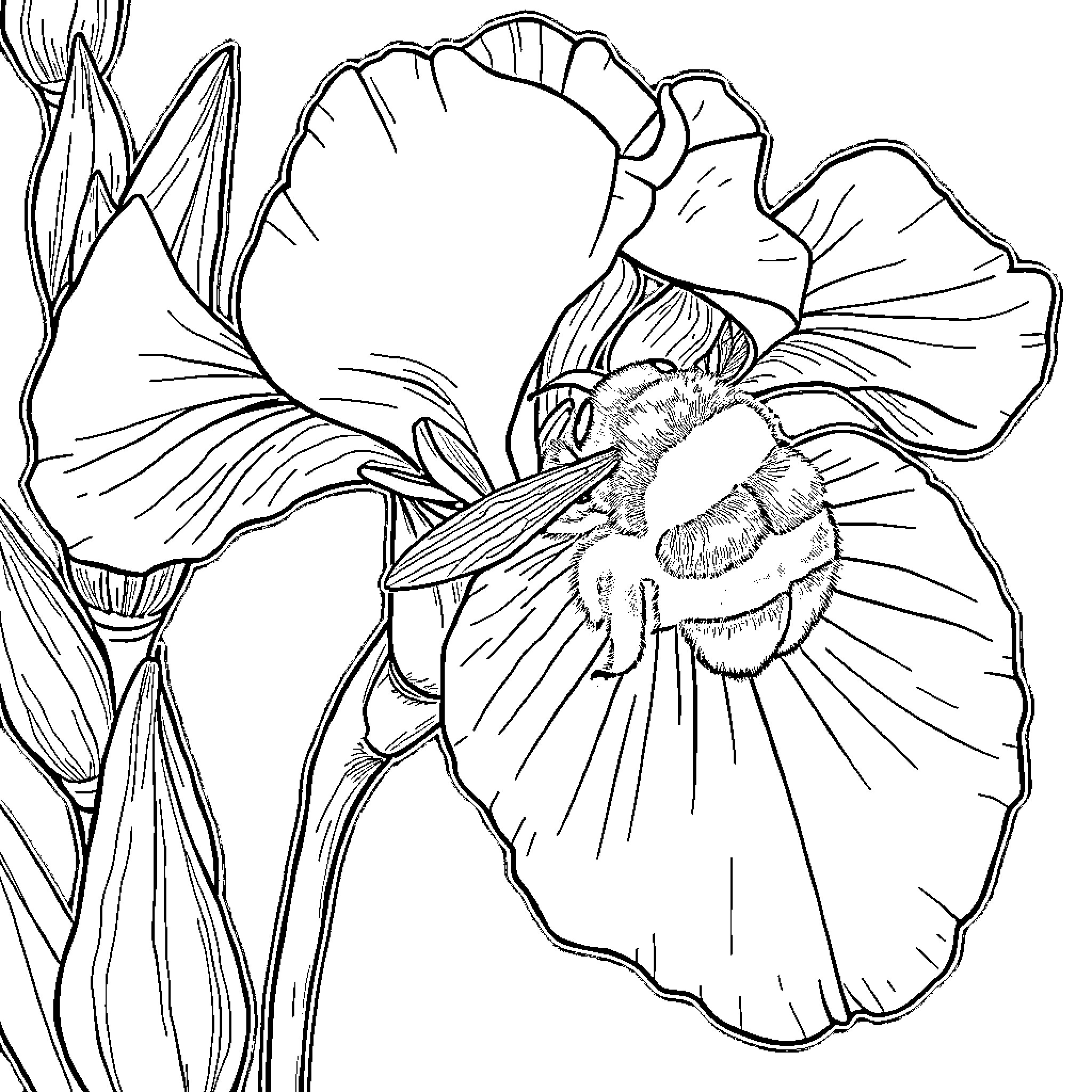 Bumblebee pollinating a vibrant flower Coloring Page (free black-and-white line drawing printable PDF for all, from beginners to advanced learners, including children, teens, adults, and seniors)