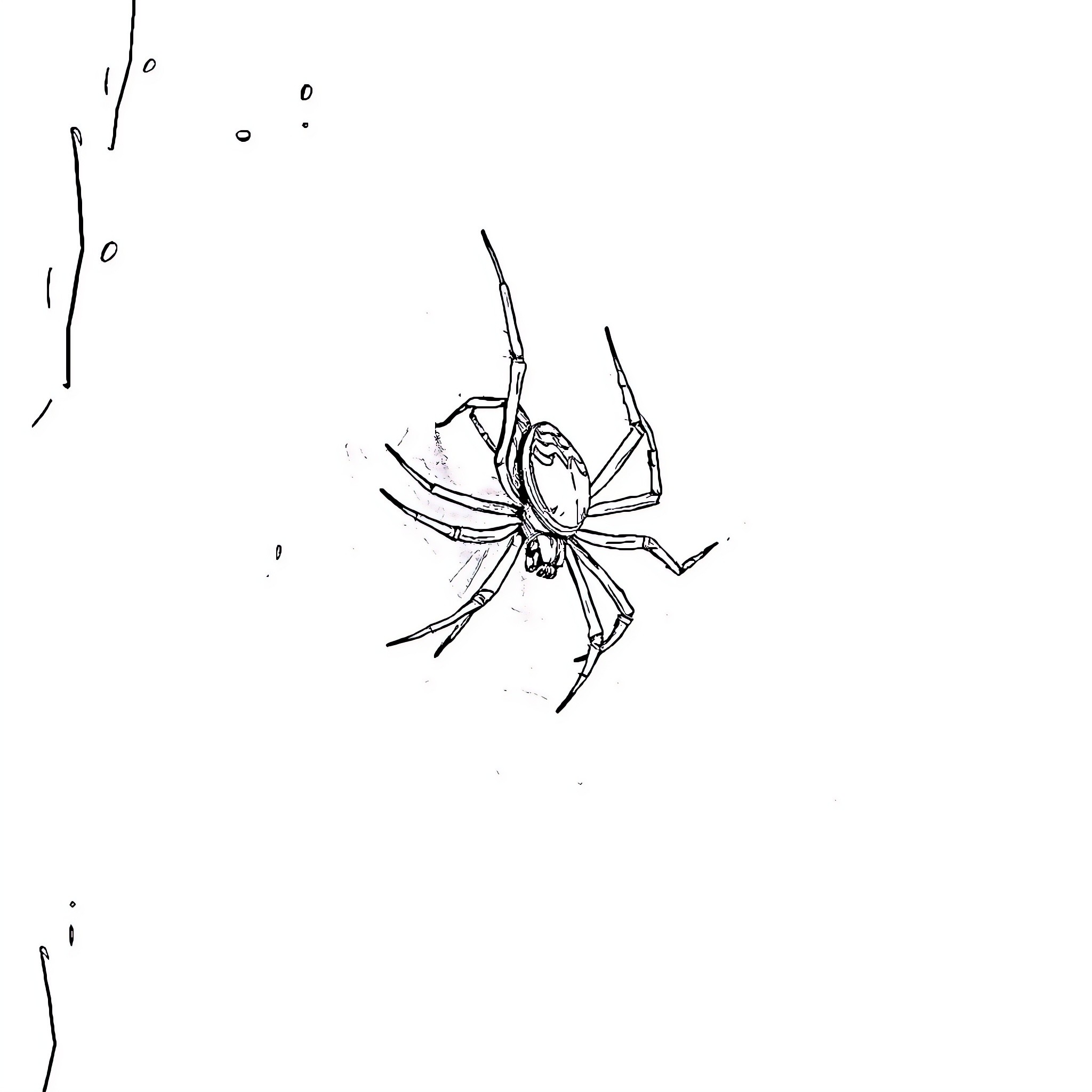 Spider poised to pounce in black and white Coloring Page (free black-and-white line drawing printable PDF for all, from beginners to advanced learners, including children, teens, adults, and seniors)