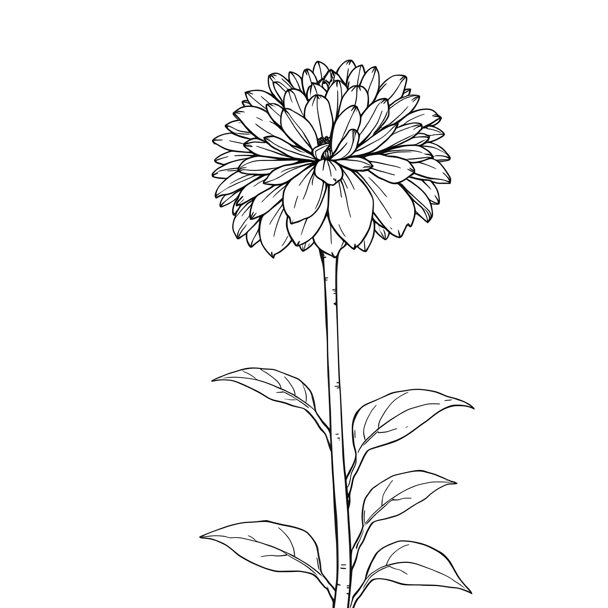 Tagetes flower with elegant petals Coloring Page (free black-and-white line drawing printable PDF for all, from beginners to advanced learners, including children, teens, adults, and seniors)