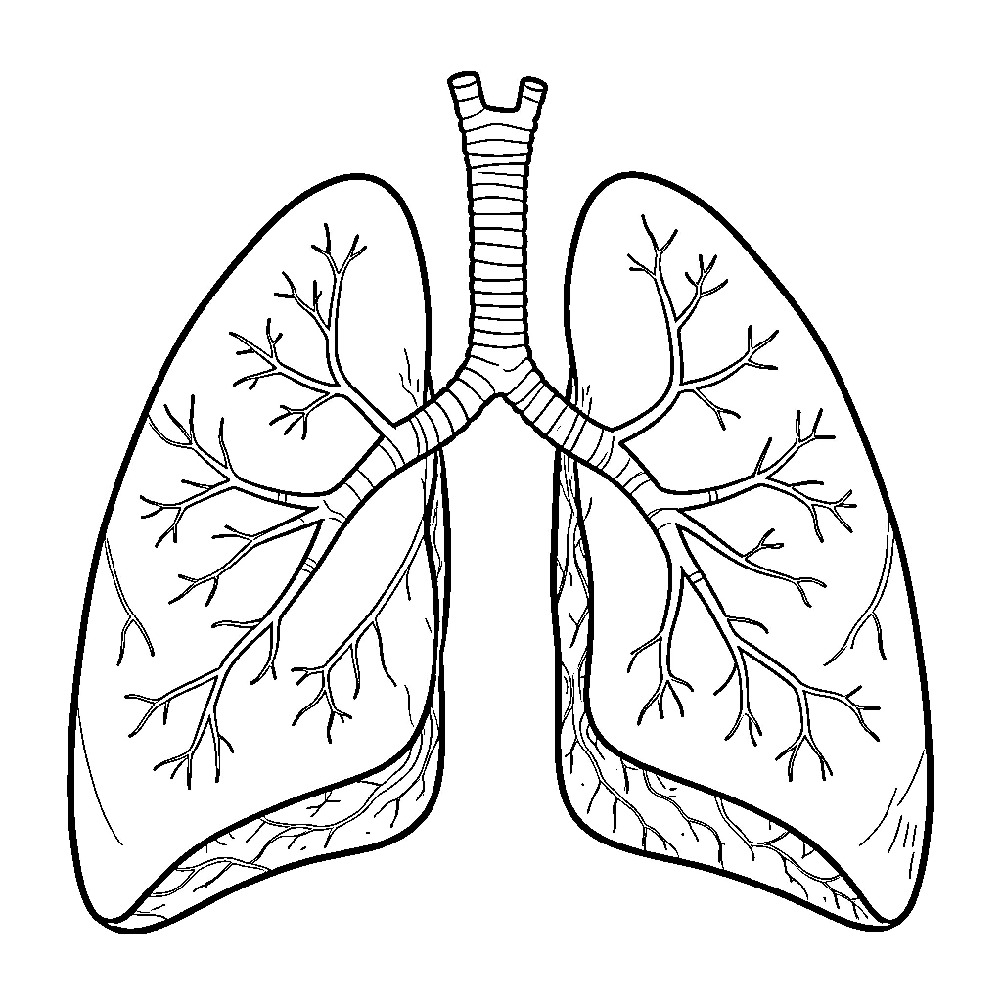 Respiratory System showing the lungs and bronchial tubes Coloring Page (free black-and-white line drawing printable PDF for all, from beginners to advanced learners, including children, teens, adults, and seniors)