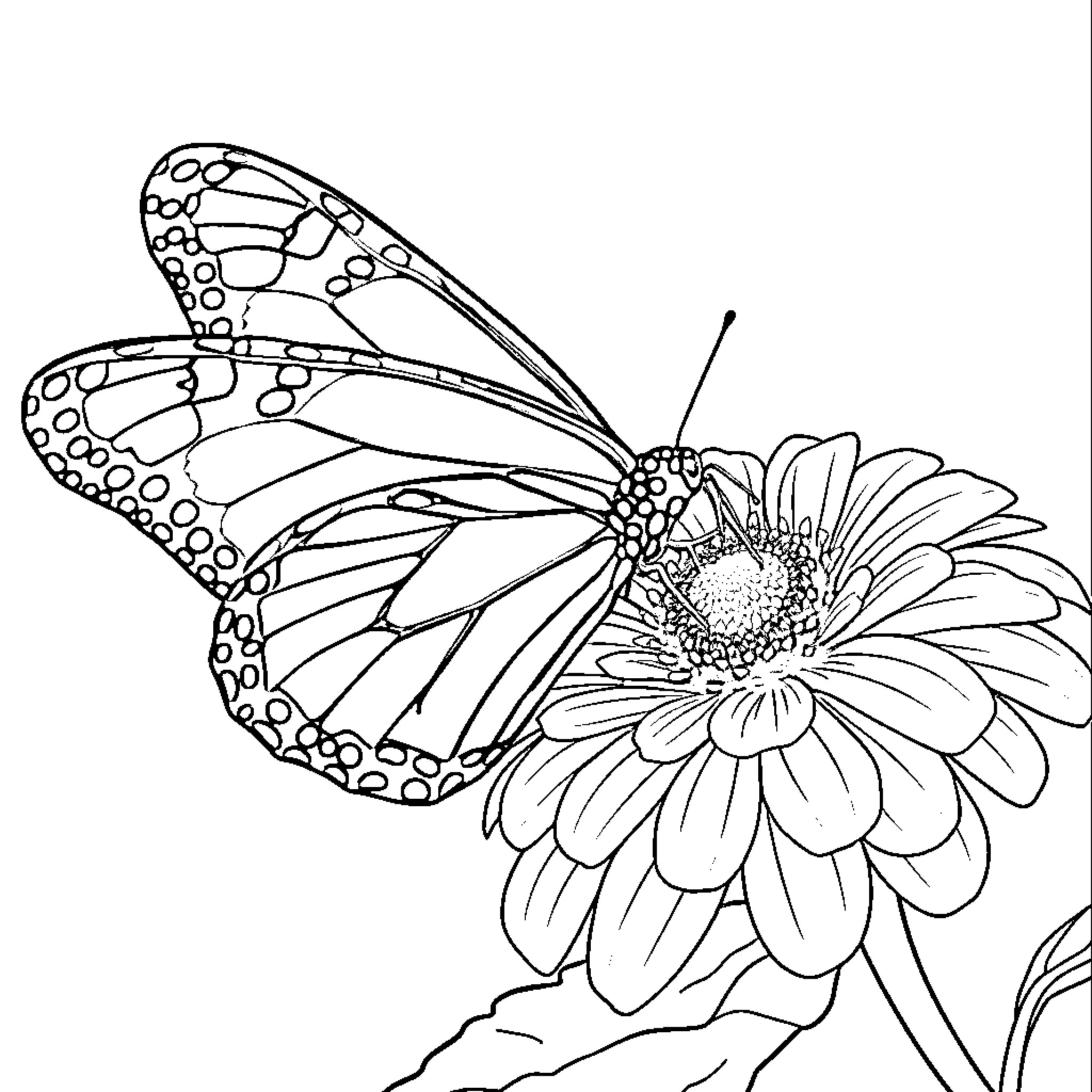 Butterfly resting on a vibrant flower Coloring Page (free black-and-white line drawing printable PDF for all, from beginners to advanced learners, including children, teens, adults, and seniors)
