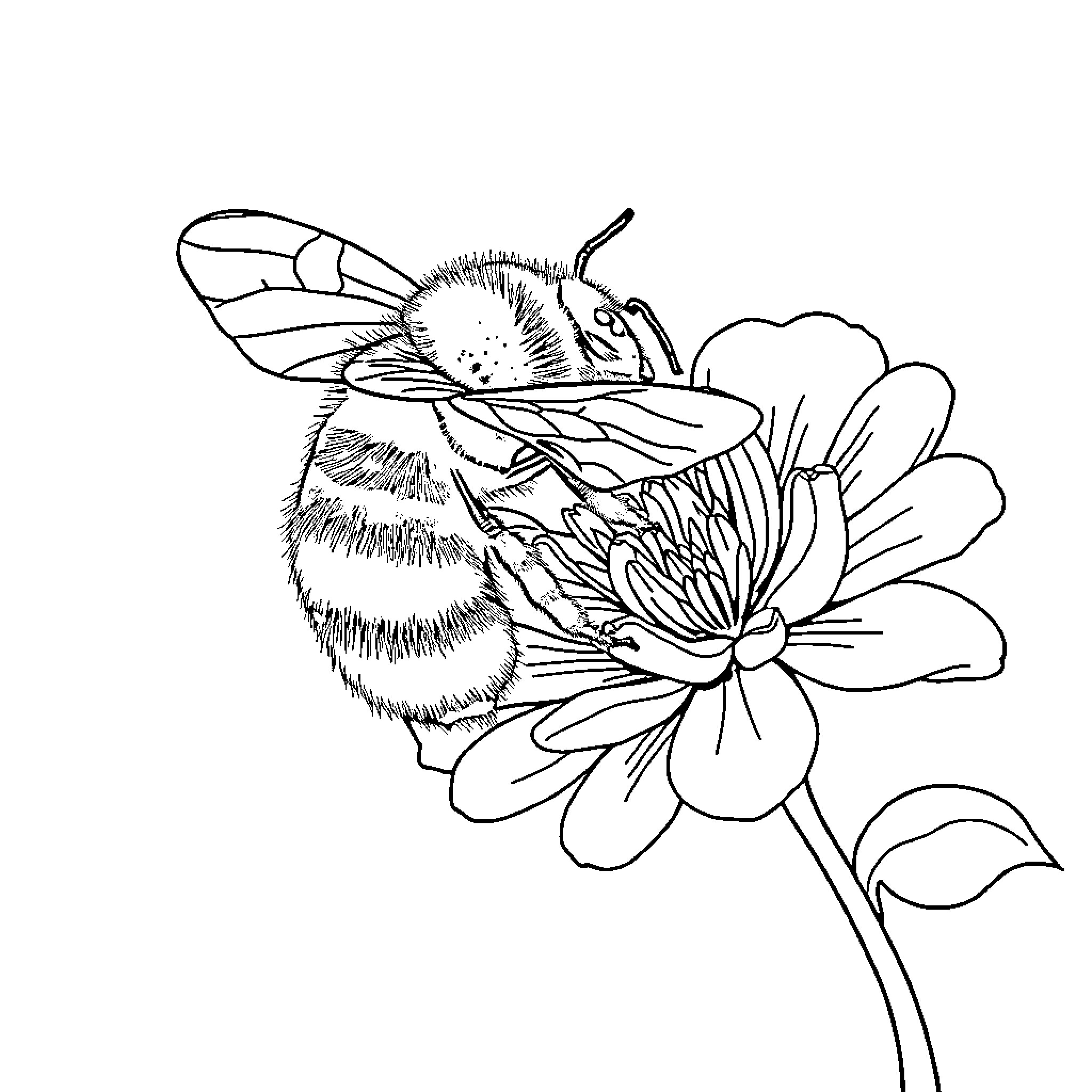 Bumblebee pollinating a flower Coloring Page (free black-and-white line drawing printable PDF for all, from beginners to advanced learners, including children, teens, adults, and seniors)