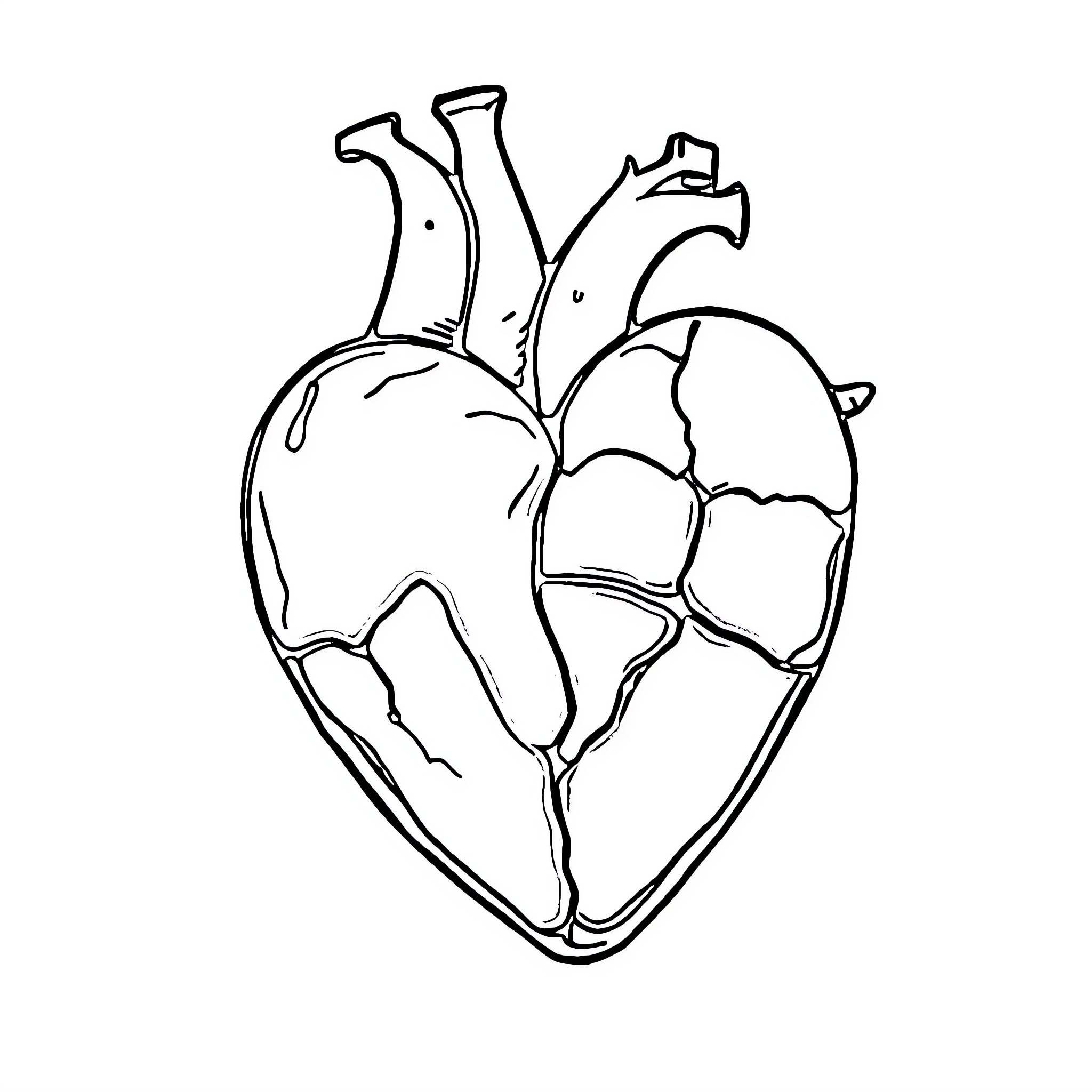 Heart Anatomy Illustration Coloring Page (free black-and-white line drawing printable PDF for all, from beginners to advanced learners, including children, teens, adults, and seniors)