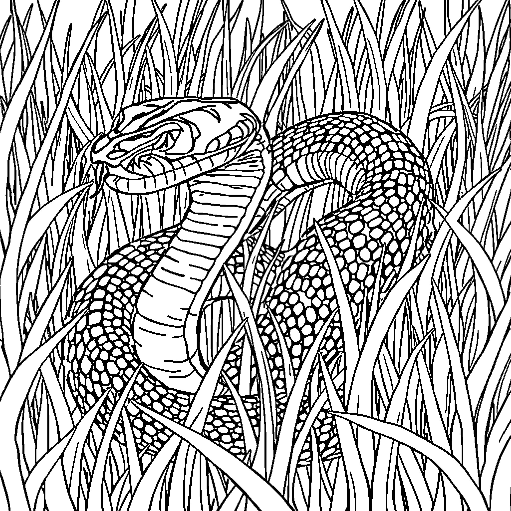 Mamba Coiled in the Tall Grass Coloring Page (free black-and-white line drawing printable PDF for all, from beginners to advanced learners, including children, teens, adults, and seniors)