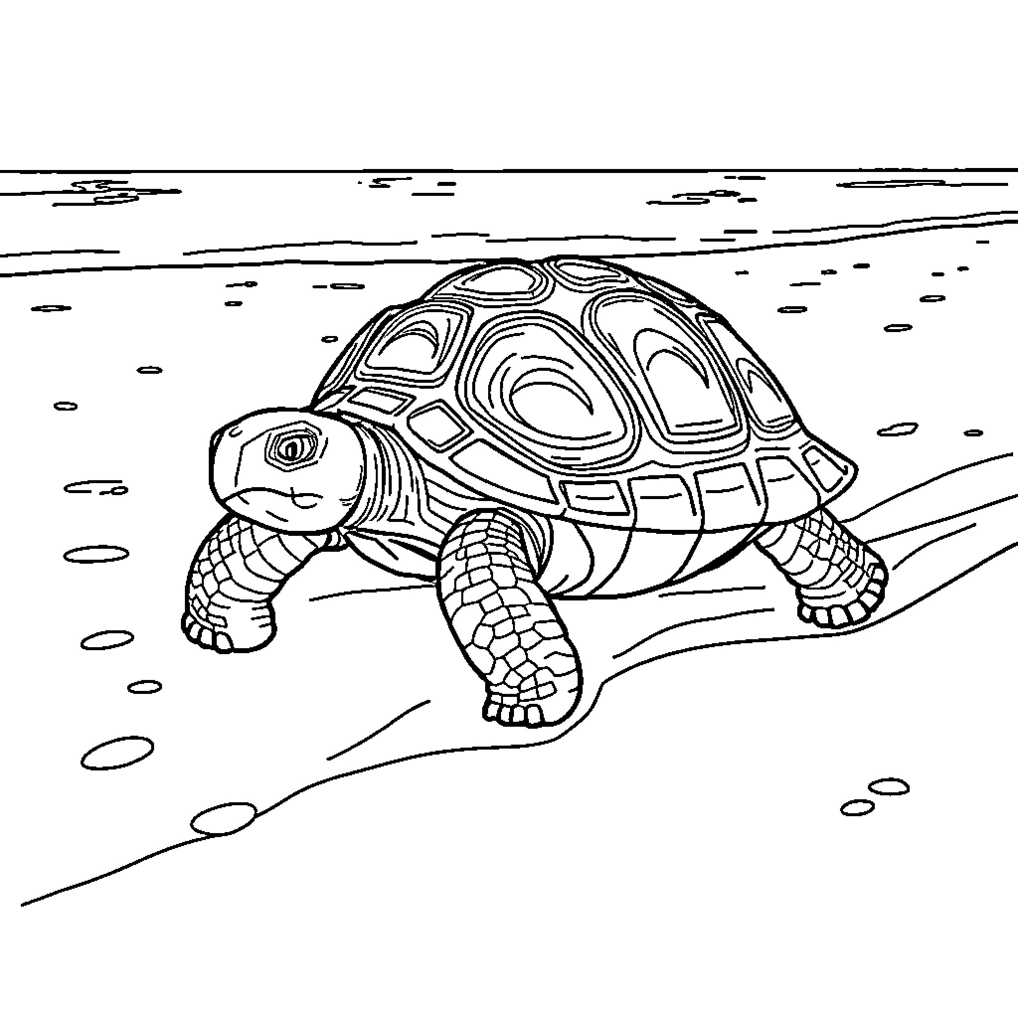 Turtle walking calmly across the sand Coloring Page (free black-and-white line drawing printable PDF for all, from beginners to advanced learners, including children, teens, adults, and seniors)