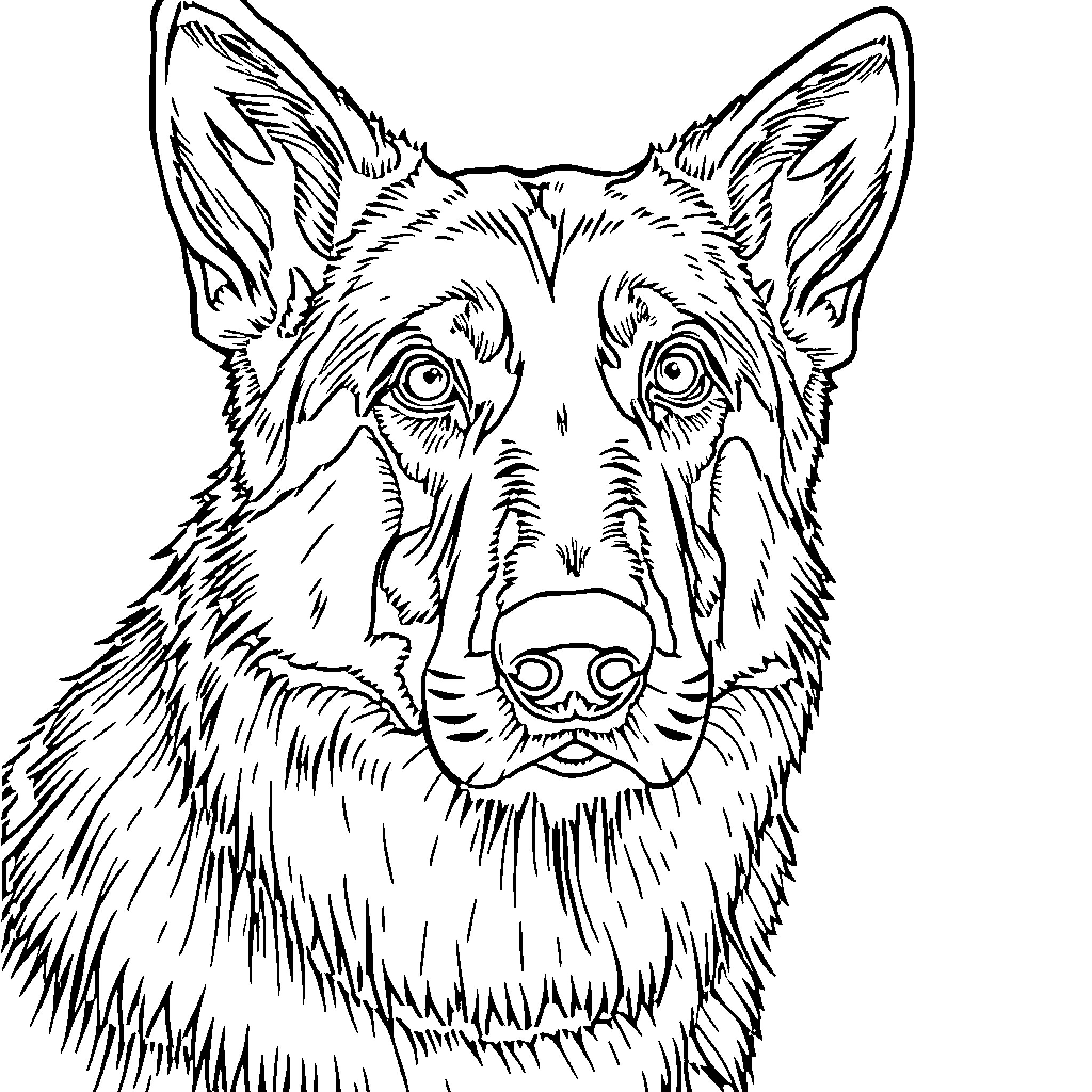 German Shepherd with alert expression Coloring Page (free black-and-white line drawing printable PDF for all, from beginners to advanced learners, including children, teens, adults, and seniors)