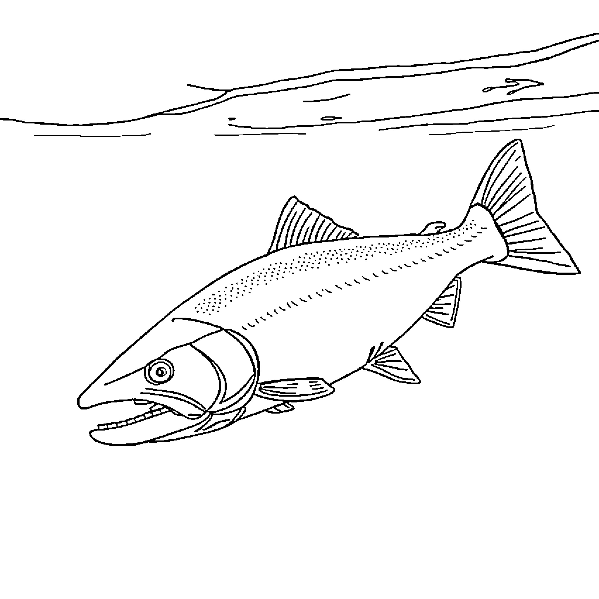 Chinook Salmon swimming in the river Coloring Page (free black-and-white line drawing printable PDF for all, from beginners to advanced learners, including children, teens, adults, and seniors)