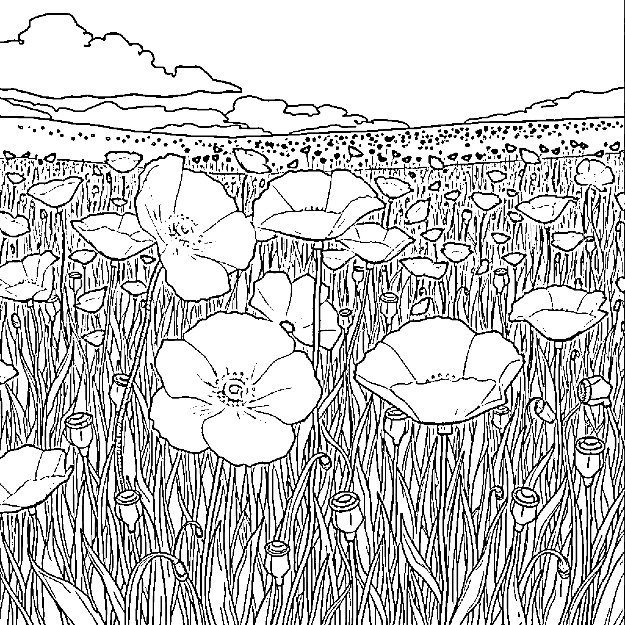 Poppy Flowers Blooming in a Grassy Field Coloring Page (free black-and-white line drawing printable PDF for all, from beginners to advanced learners, including children, teens, adults, and seniors)