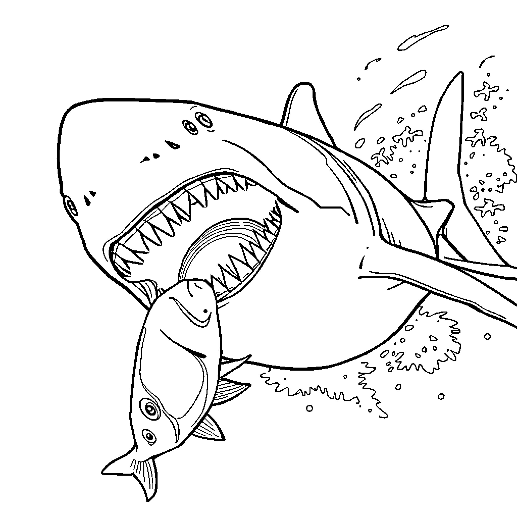 Shark hunting its prey aggressively Coloring Page (free black-and-white line drawing printable PDF for all, from beginners to advanced learners, including children, teens, adults, and seniors)