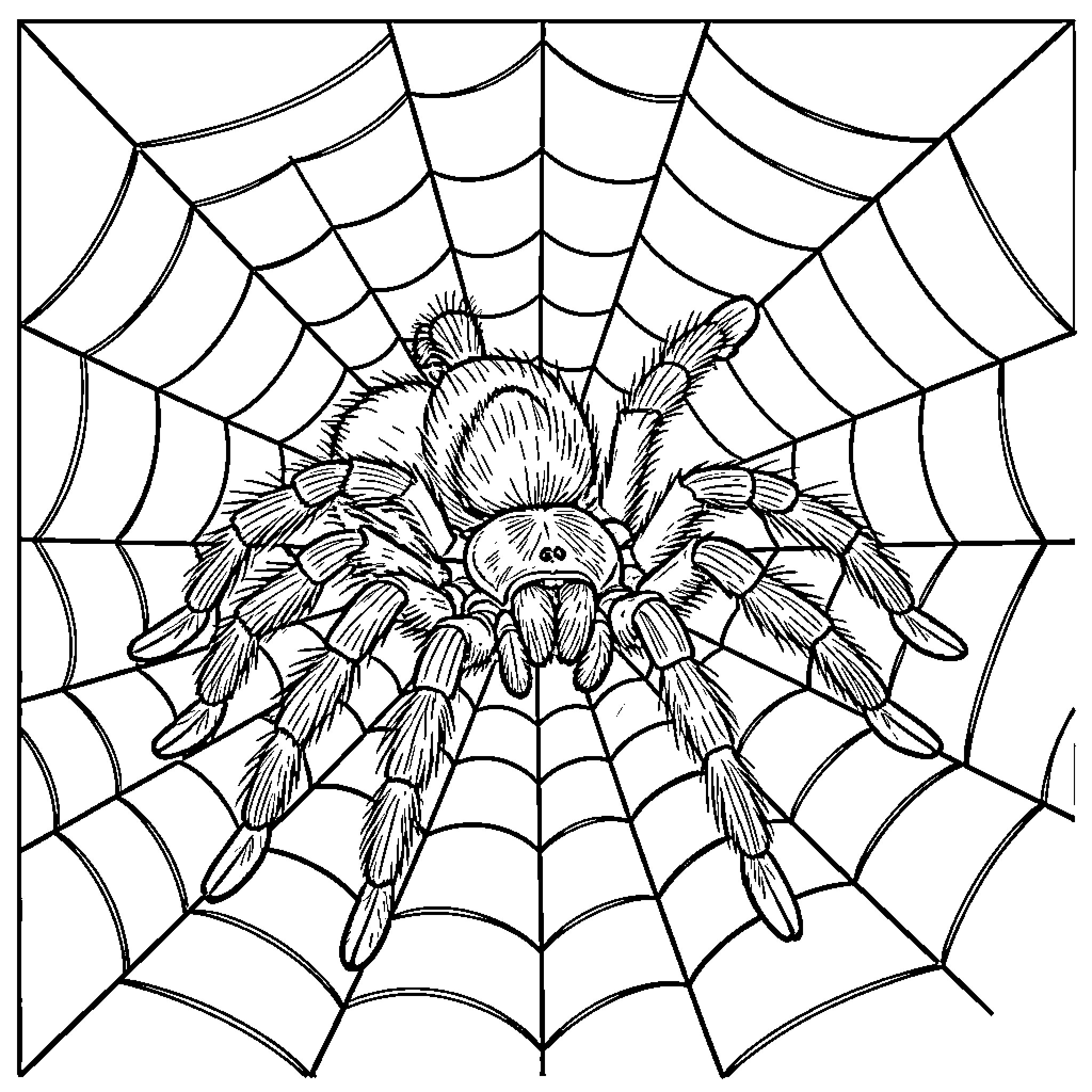 Tarantula resting quietly in the center of a web Coloring Page (free black-and-white line drawing printable PDF for all, from beginners to advanced learners, including children, teens, adults, and seniors)