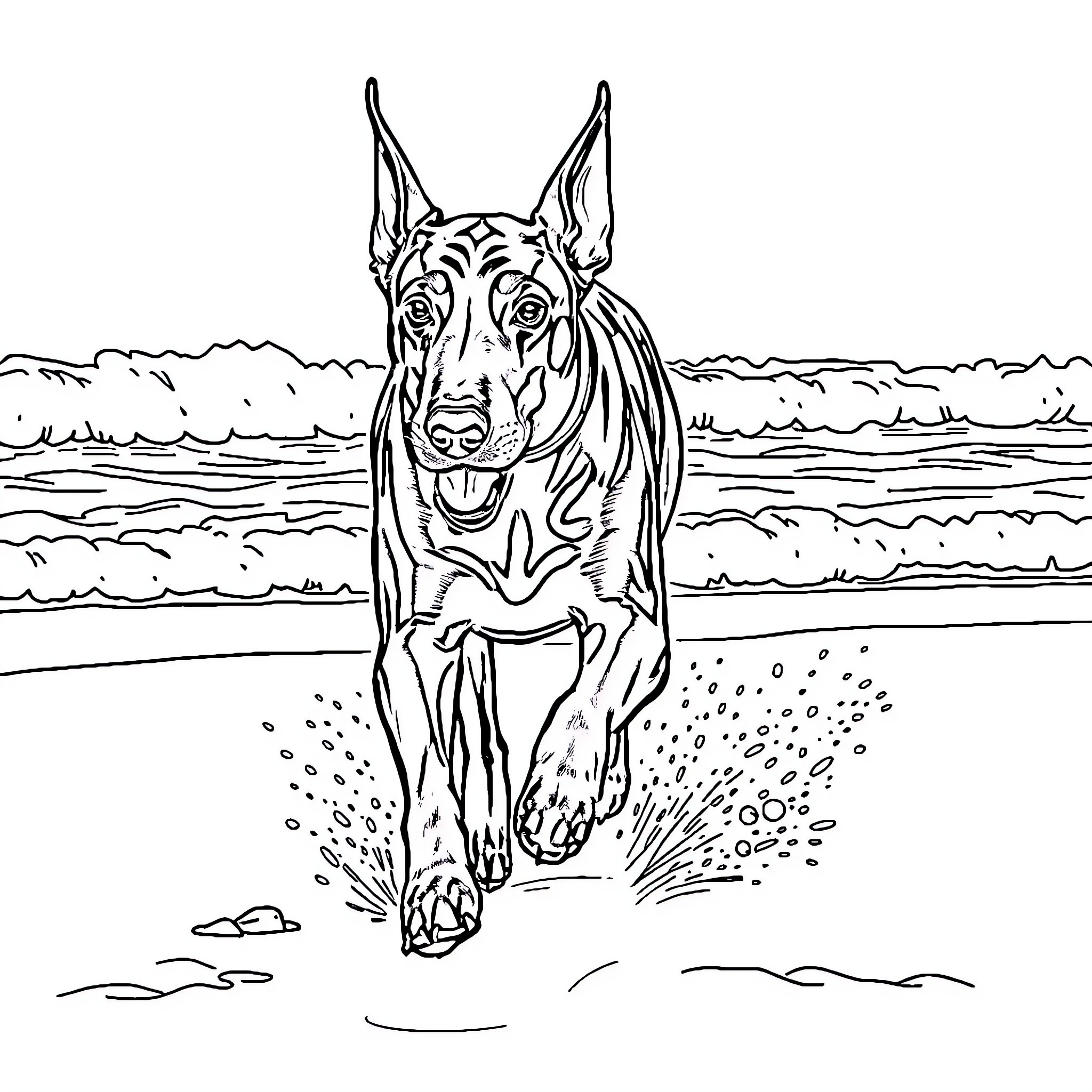 Doberman playing joyfully on the beach Coloring Page (free black-and-white line drawing printable PDF for all, from beginners to advanced learners, including children, teens, adults, and seniors)
