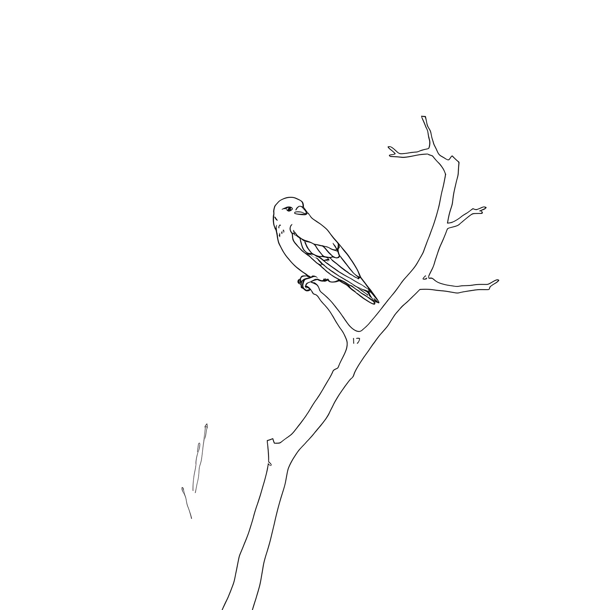 Amandava bird perched on a branch Coloring Page (free black-and-white line drawing printable PDF for all, from beginners to advanced learners, including children, teens, adults, and seniors)