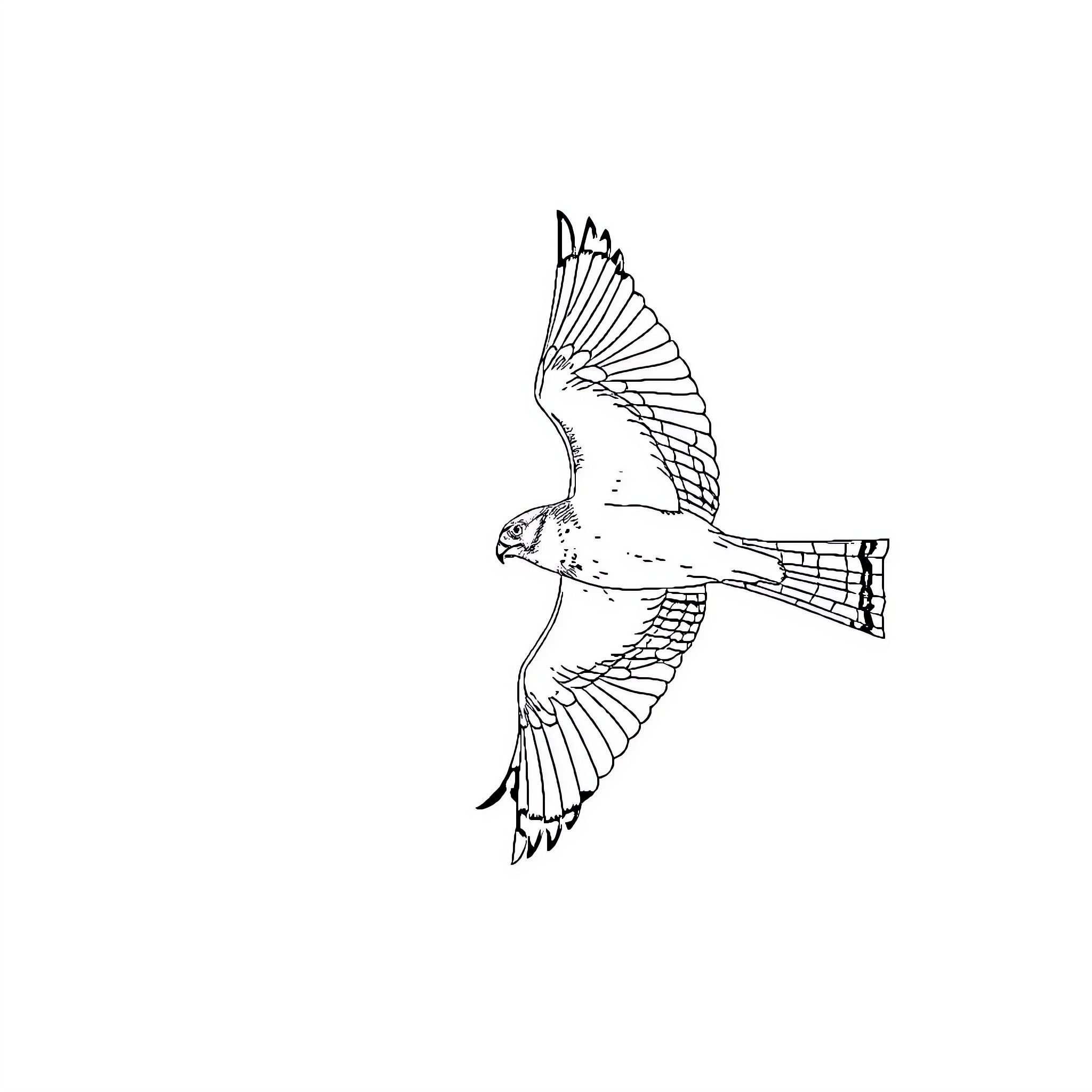 Peregrin Falcon in Flight Coloring Page (free black-and-white line drawing printable PDF for all, from beginners to advanced learners, including children, teens, adults, and seniors)