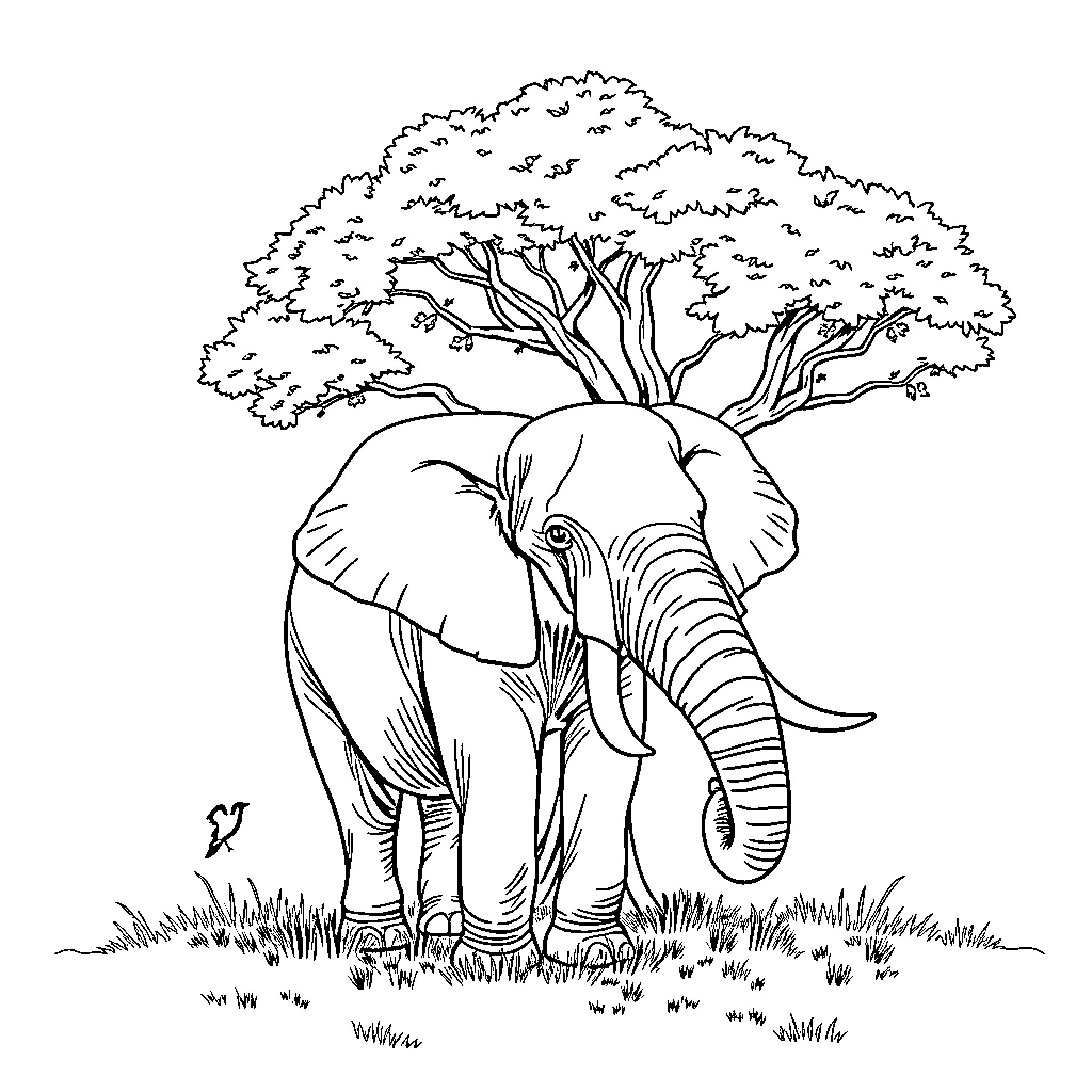 Elephant standing majestically under a tree Coloring Page (free black-and-white line drawing printable PDF for all, from beginners to advanced learners, including children, teens, adults, and seniors)