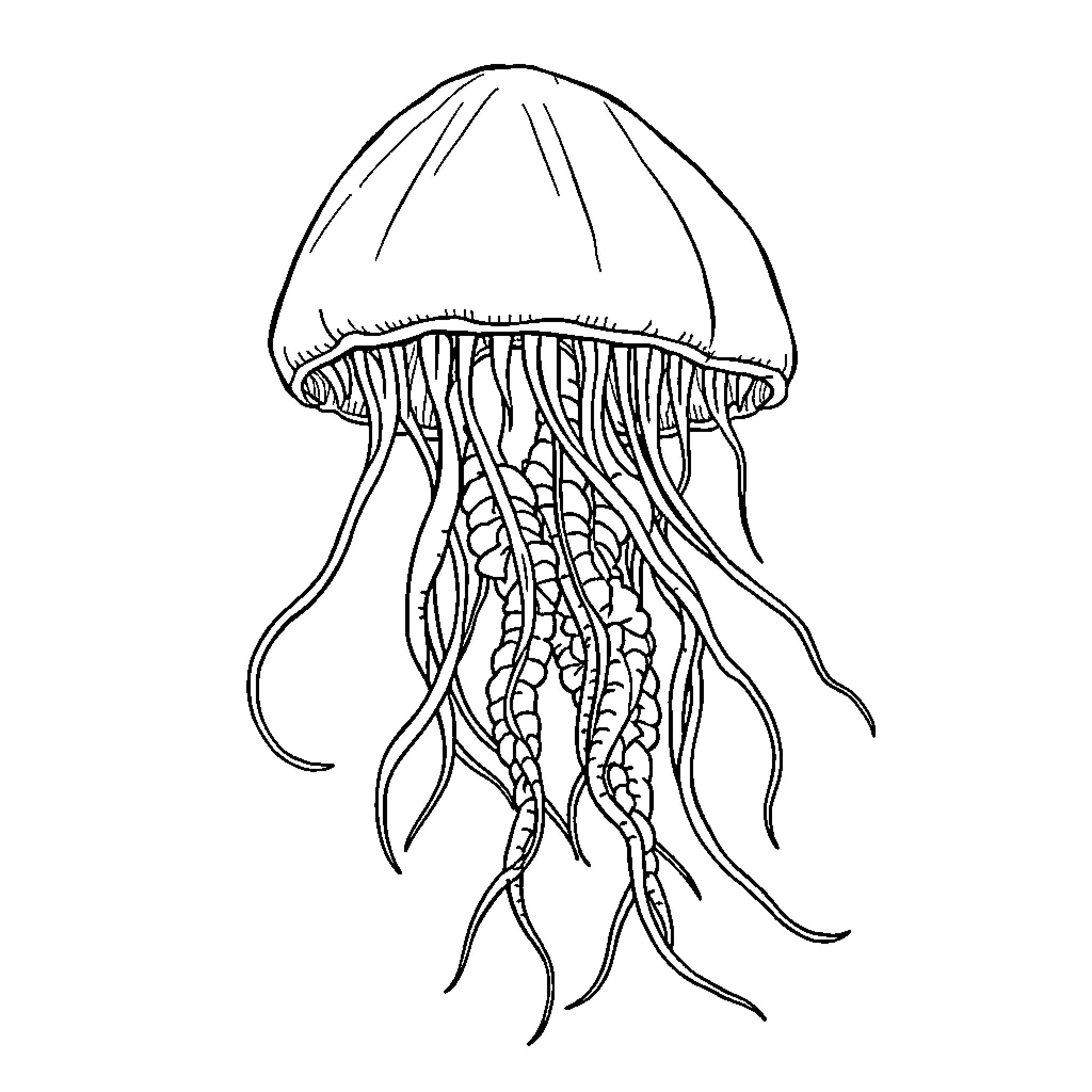 Jellyfish drifting gracefully through the ocean Coloring Page (free black-and-white line drawing printable PDF for all, from beginners to advanced learners, including children, teens, adults, and seniors)