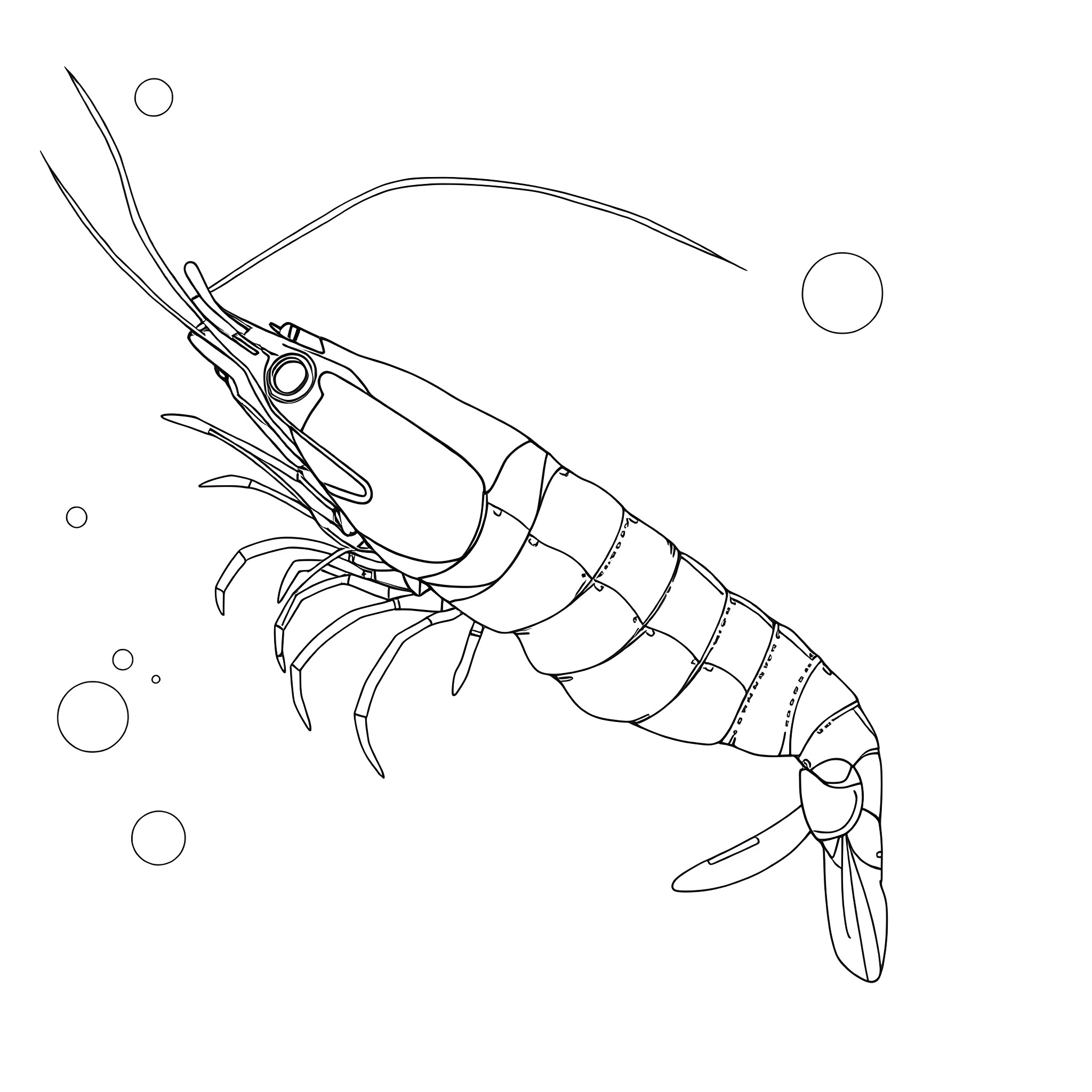 Shrimp swimming gracefully in the underwater Coloring Page (free black-and-white line drawing printable PDF for all, from beginners to advanced learners, including children, teens, adults, and seniors)