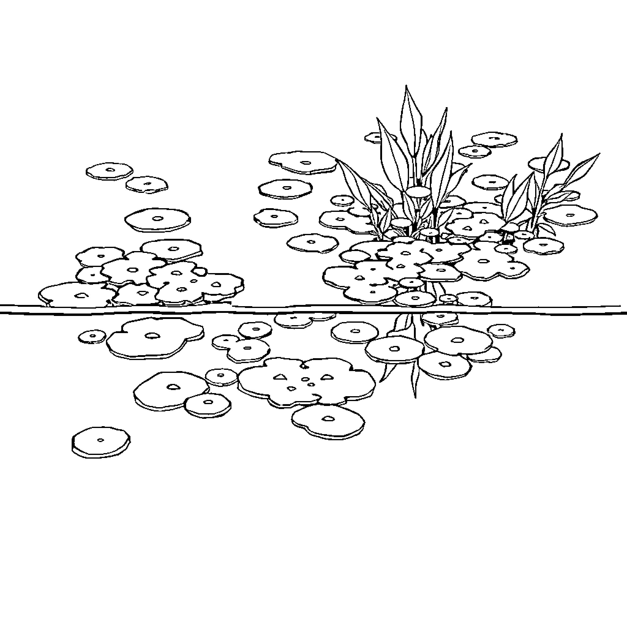 Algae floating on a tranquil pond Coloring Page (free black-and-white line drawing printable PDF for all, from beginners to advanced learners, including children, teens, adults, and seniors)