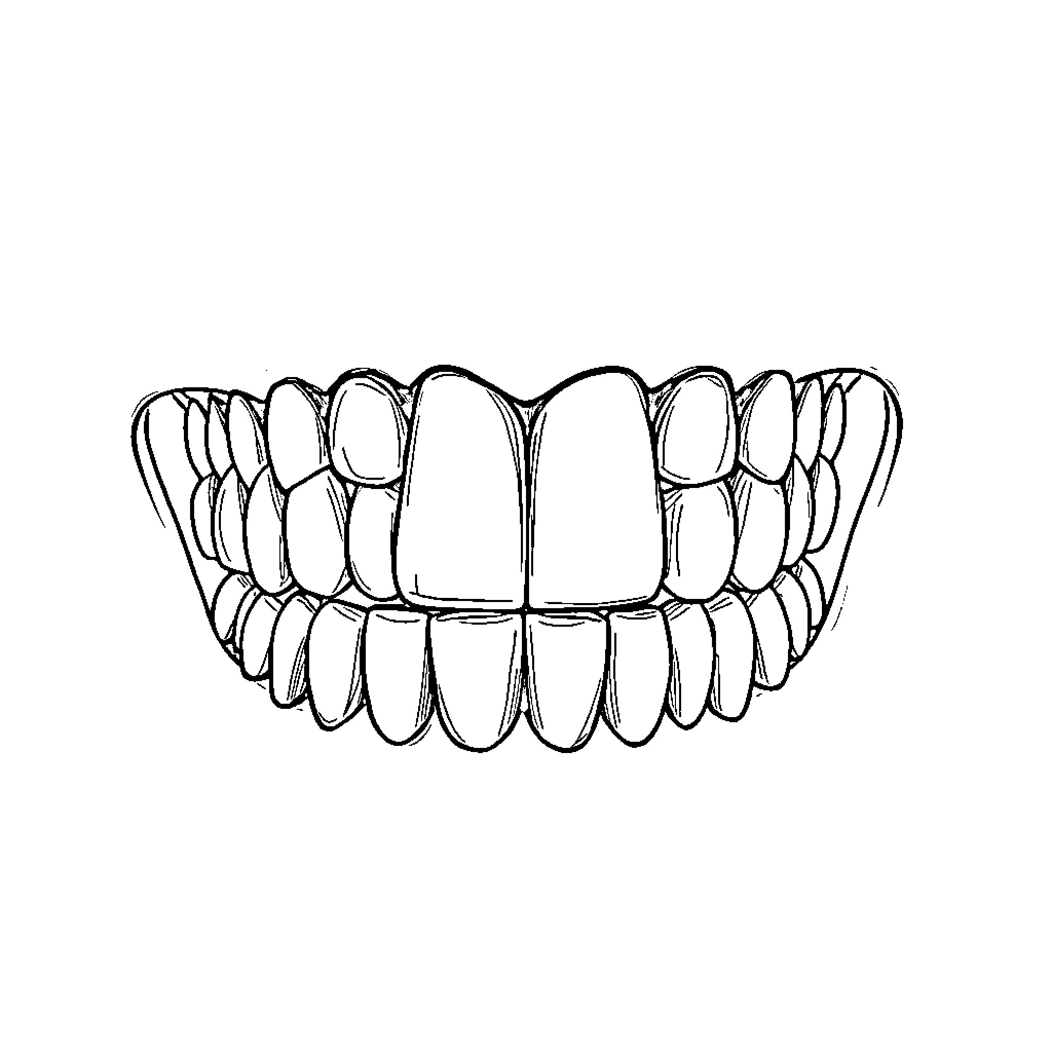 Angle Occlusion of Dental Structures Coloring Page (free black-and-white line drawing printable PDF for all, from beginners to advanced learners, including children, teens, adults, and seniors)