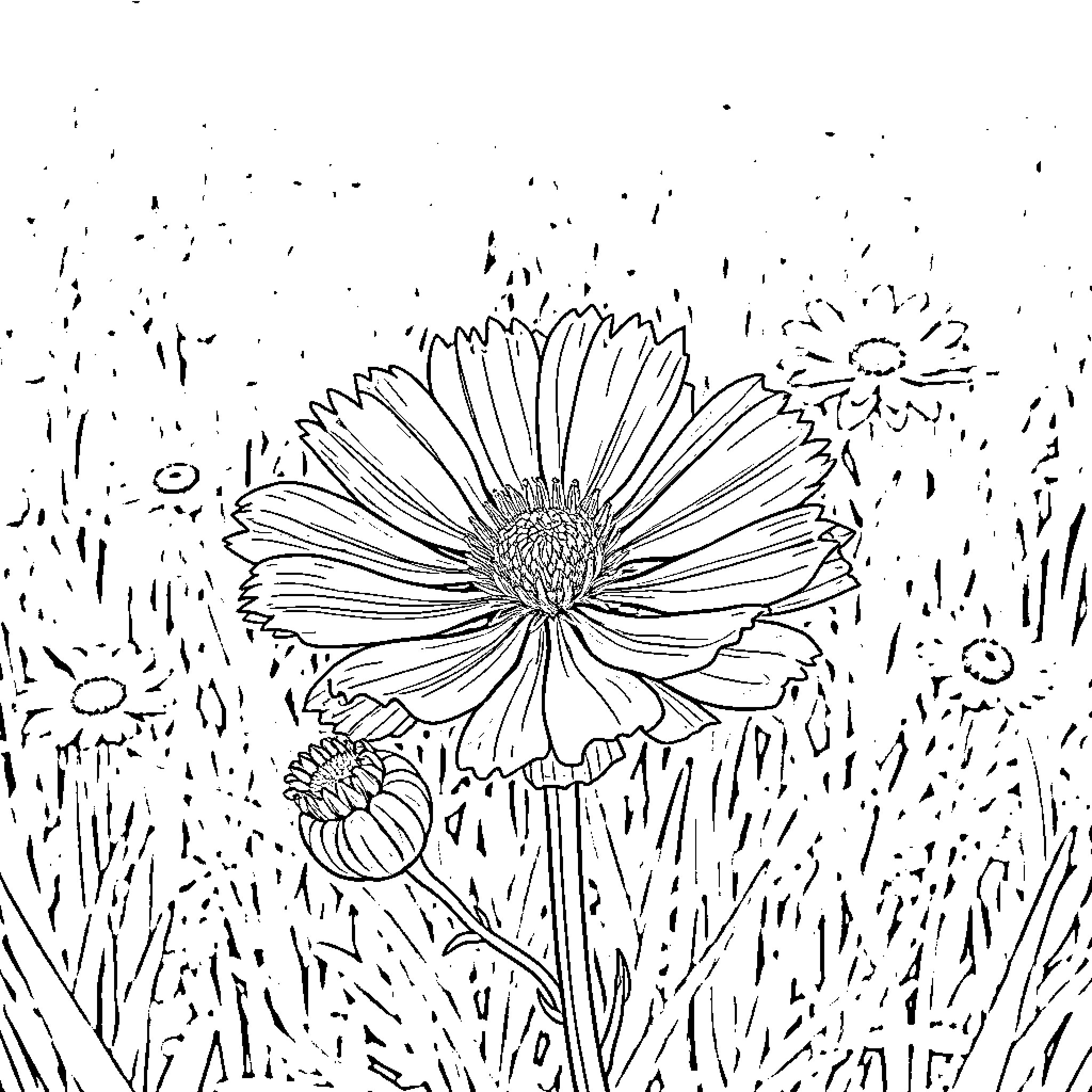 Centaurea flower in a field Coloring Page (free black-and-white line drawing printable PDF for all, from beginners to advanced learners, including children, teens, adults, and seniors)