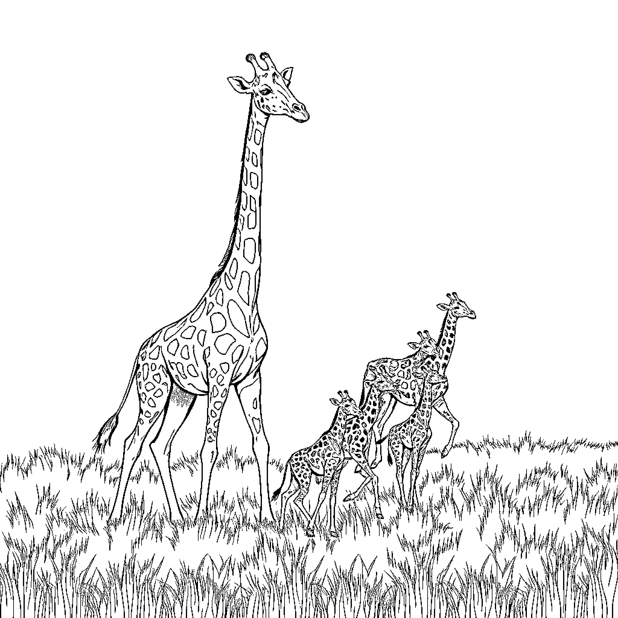 Giraffe family enjoying a peaceful day in the savanna Coloring Page (free black-and-white line drawing printable PDF for all, from beginners to advanced learners, including children, teens, adults, and seniors)