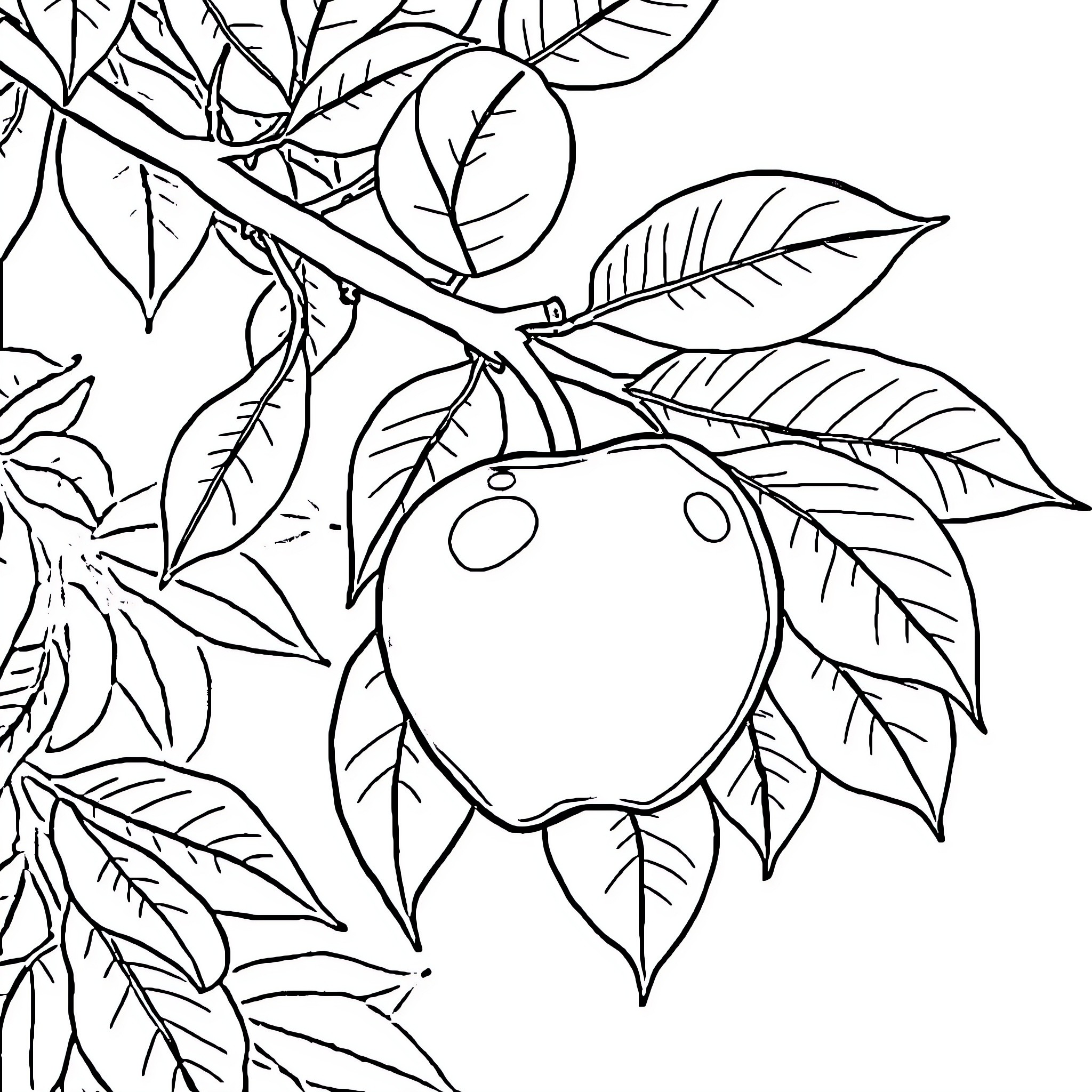 Apple growing on a leafy branch Coloring Page (free black-and-white line drawing printable PDF for all, from beginners to advanced learners, including children, teens, adults, and seniors)