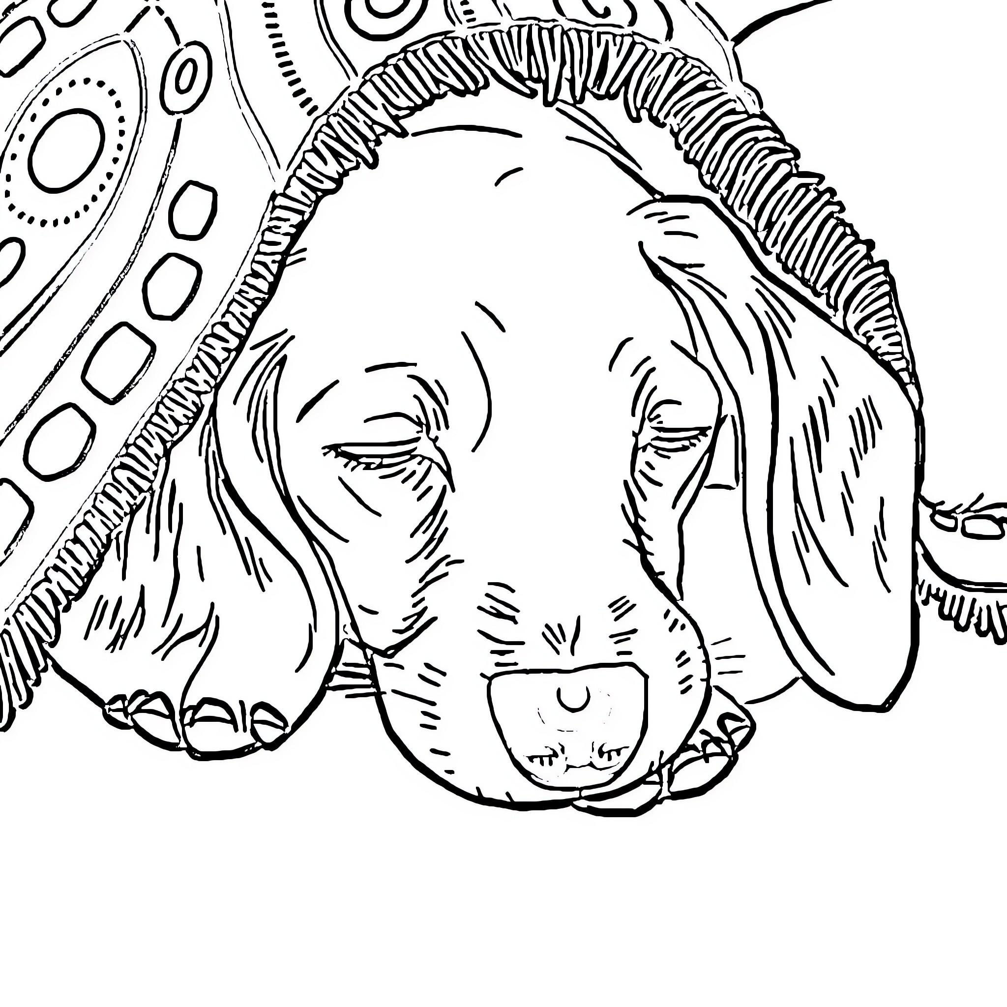 Dachshund resting in a cozy spot Coloring Page (free black-and-white line drawing printable PDF for all, from beginners to advanced learners, including children, teens, adults, and seniors)