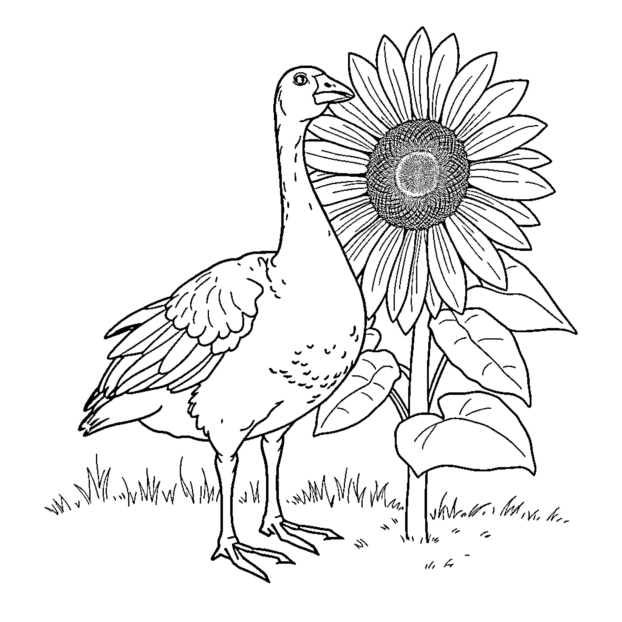Goose admiring vibrant sunflower in field Coloring Page (free black-and-white line drawing printable PDF for all, from beginners to advanced learners, including children, teens, adults, and seniors)