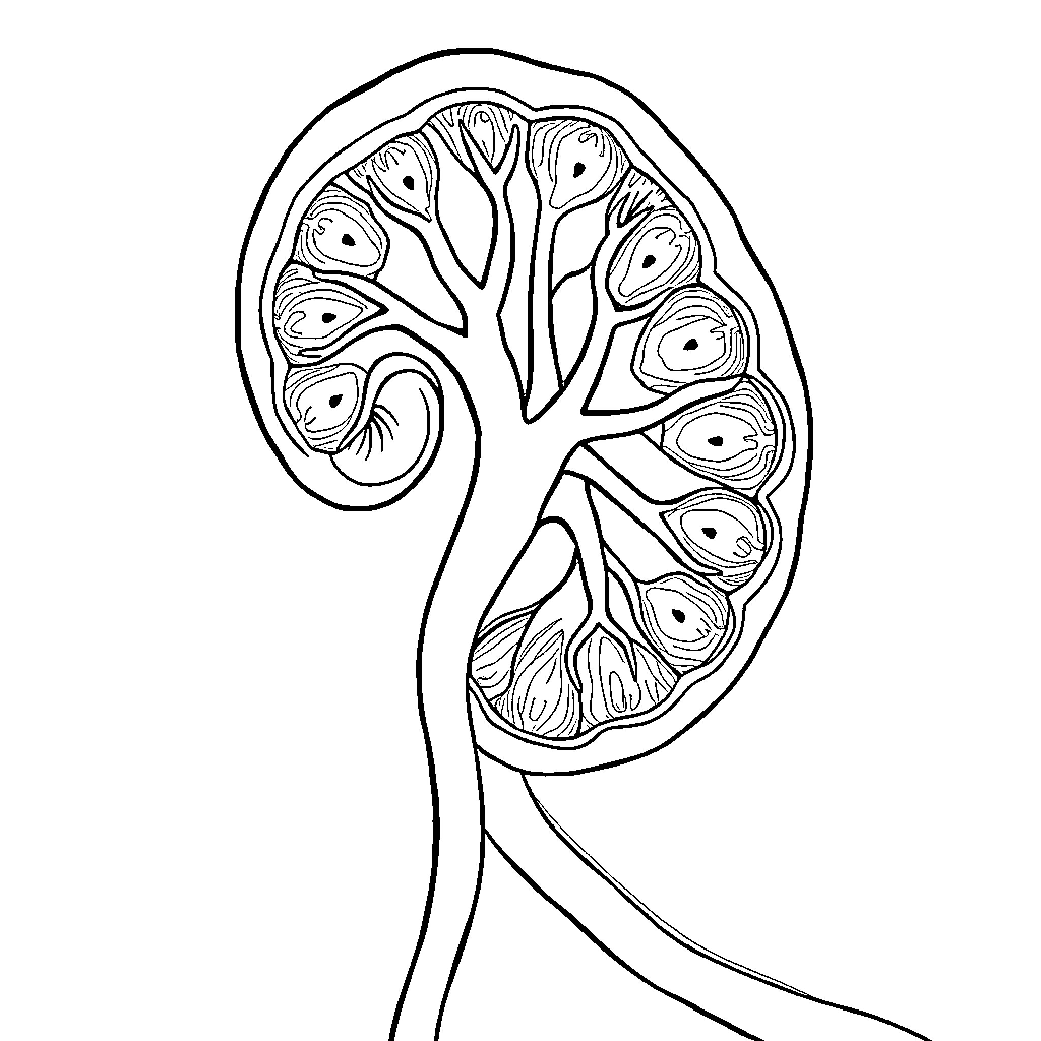 Nephron structure and function diagram Coloring Page (free black-and-white line drawing printable PDF for all, from beginners to advanced learners, including children, teens, adults, and seniors)