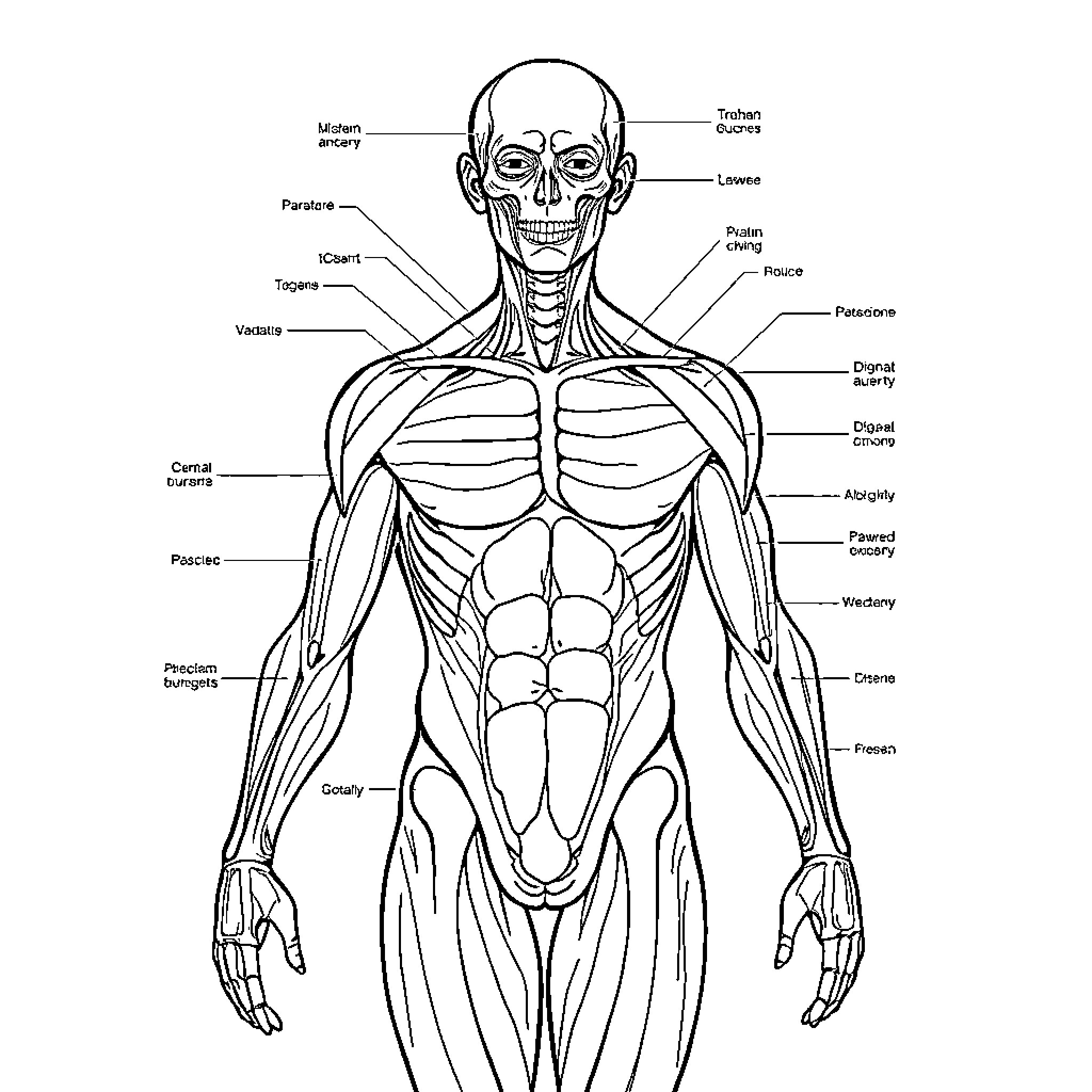Anatomy of the human body structure Coloring Page (free black-and-white line drawing printable PDF for all, from beginners to advanced learners, including children, teens, adults, and seniors)