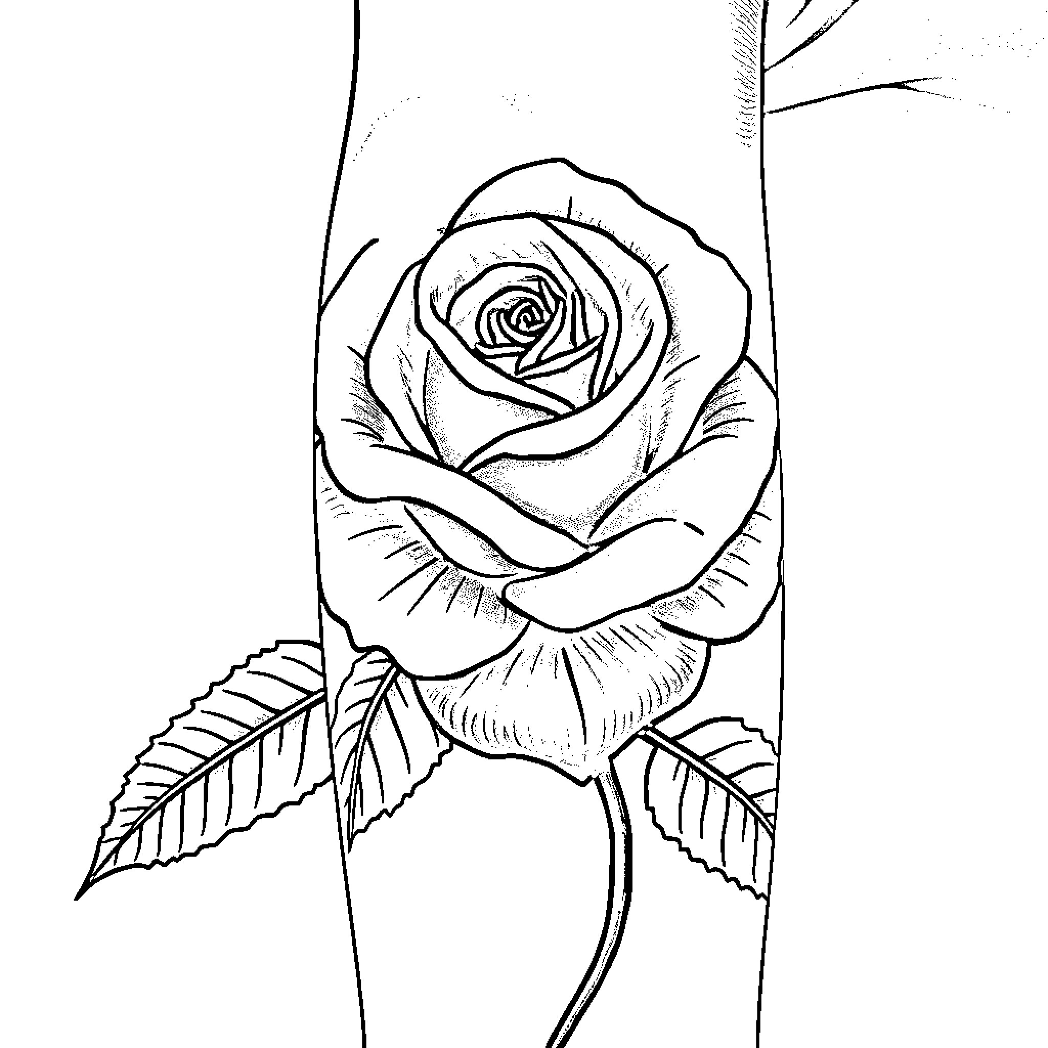 Rose in a graceful embrace Coloring Page (free black-and-white line drawing printable PDF for all, from beginners to advanced learners, including children, teens, adults, and seniors)