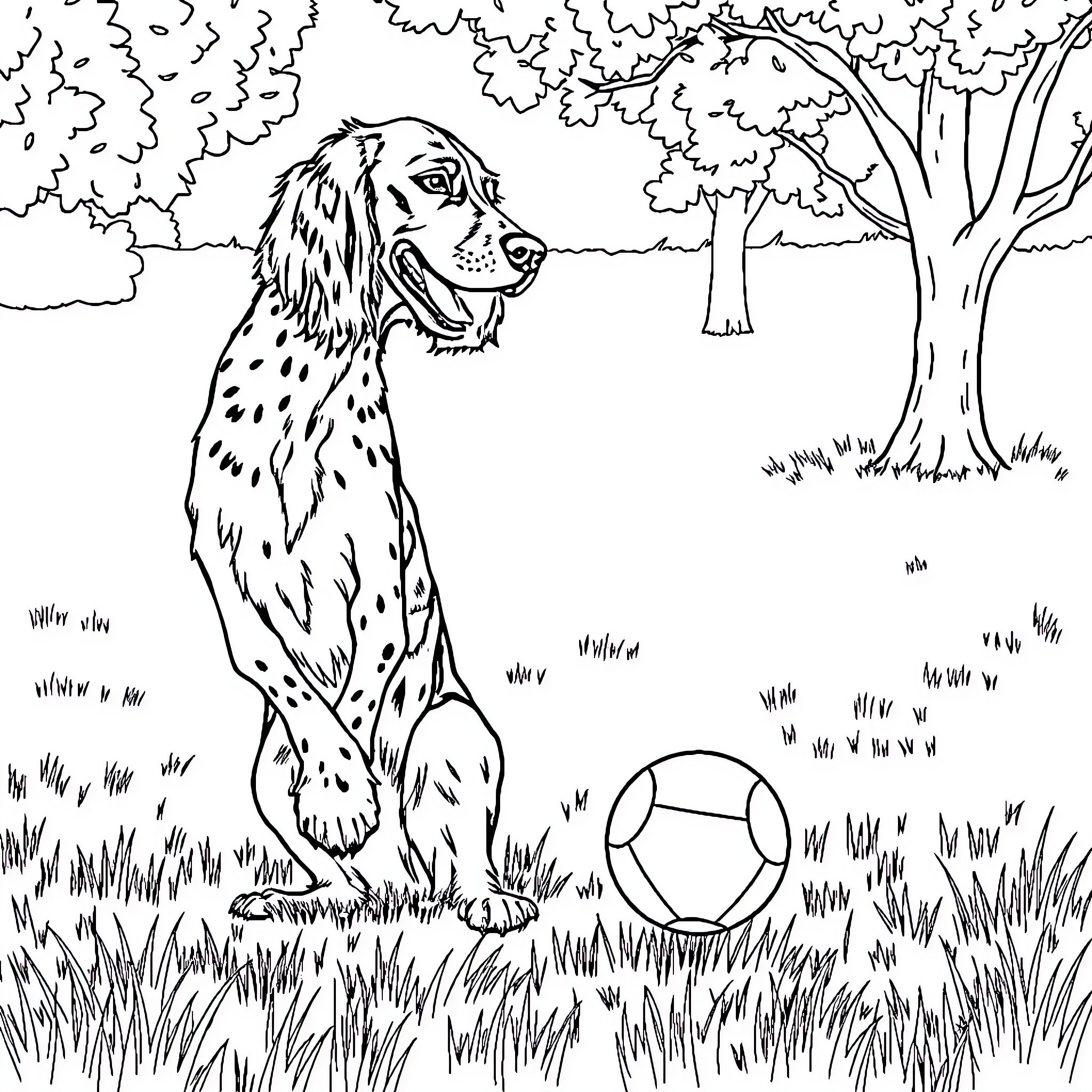 English Setter playing with a ball in a grassy field Coloring Page (free black-and-white line drawing printable PDF for all, from beginners to advanced learners, including children, teens, adults, and seniors)