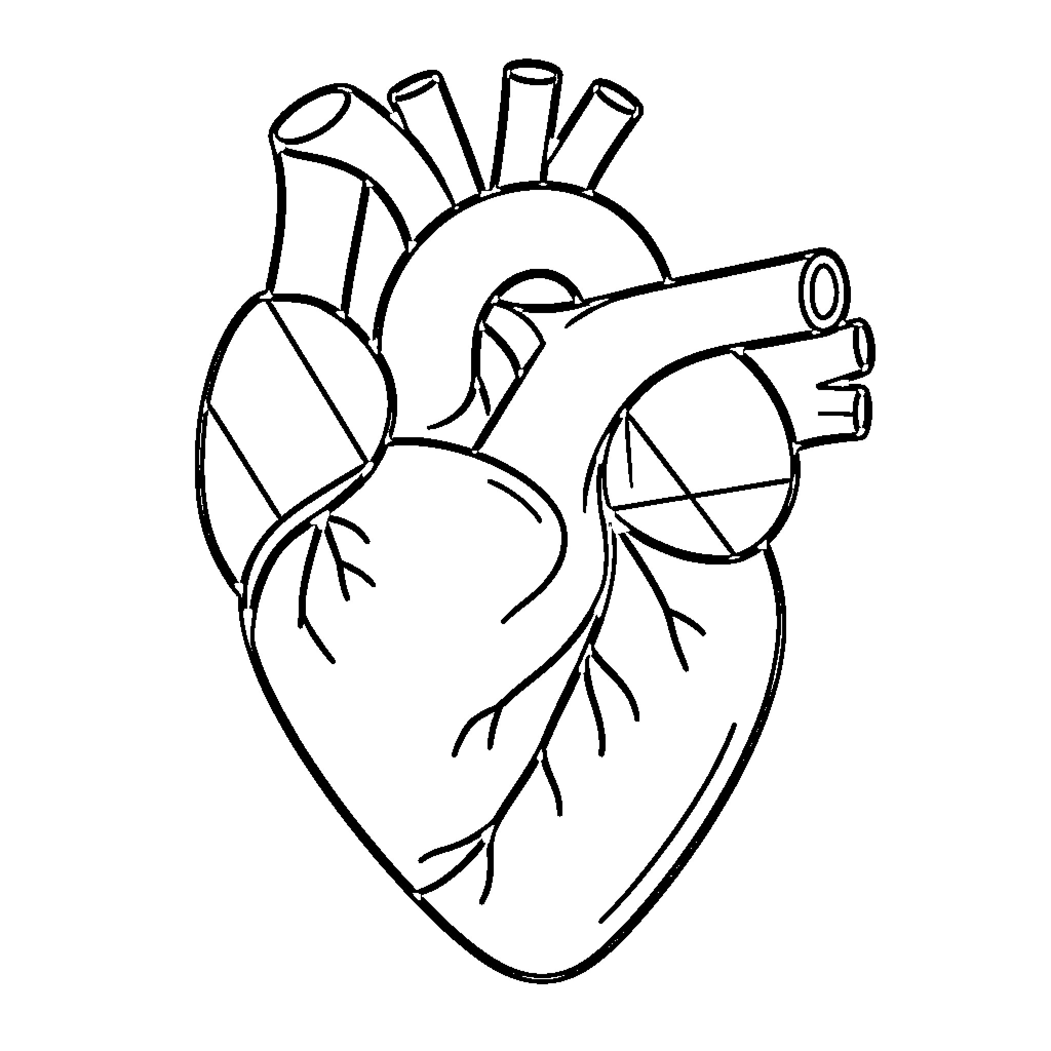 Corazon of Anatomical Heart Coloring Page (free black-and-white line drawing printable PDF for all, from beginners to advanced learners, including children, teens, adults, and seniors)