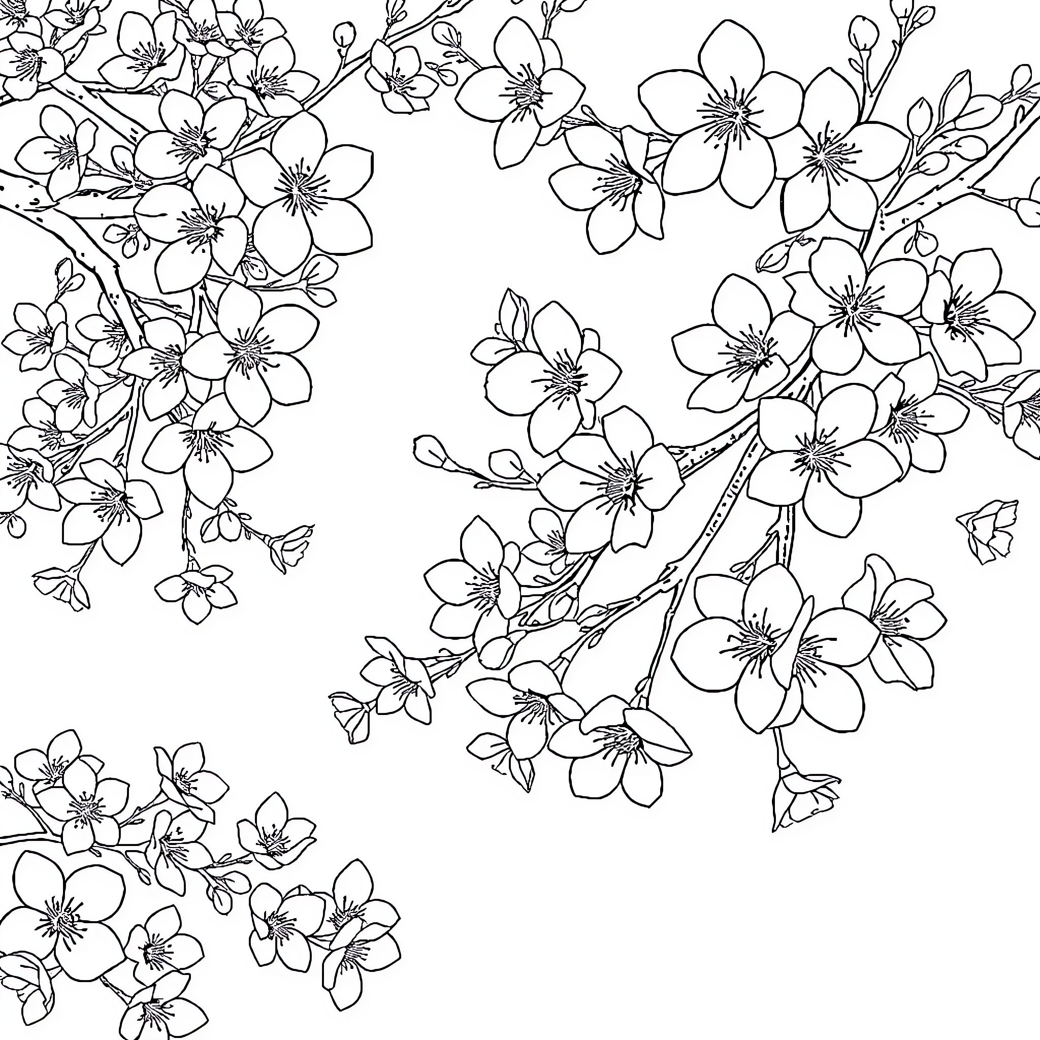 Cherry Blossom Floral Branches with Delicate Blooms Coloring Page (free black-and-white line drawing printable PDF for all, from beginners to advanced learners, including children, teens, adults, and seniors)