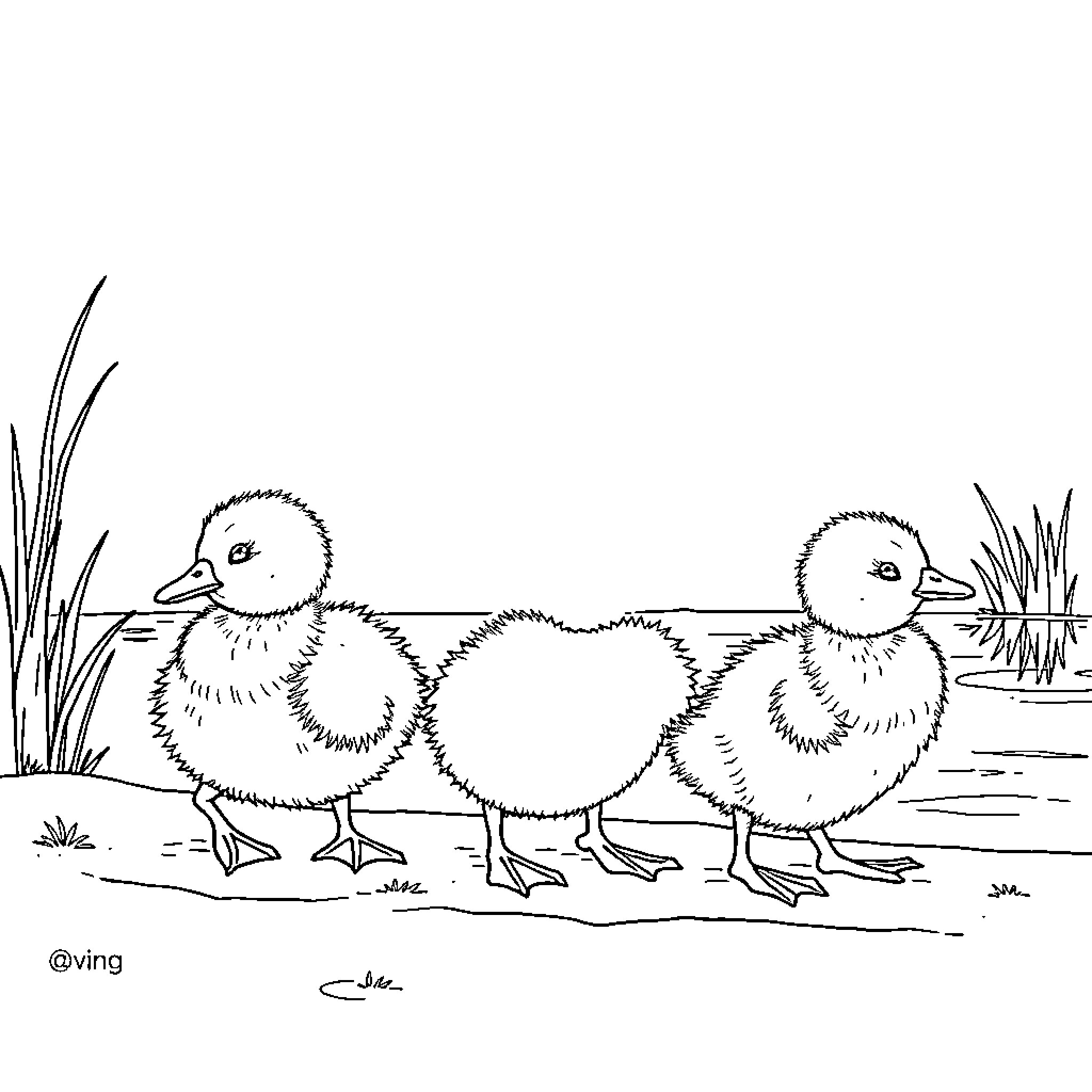 Duckling trio exploring the outdoors Coloring Page (free black-and-white line drawing printable PDF for all, from beginners to advanced learners, including children, teens, adults, and seniors)