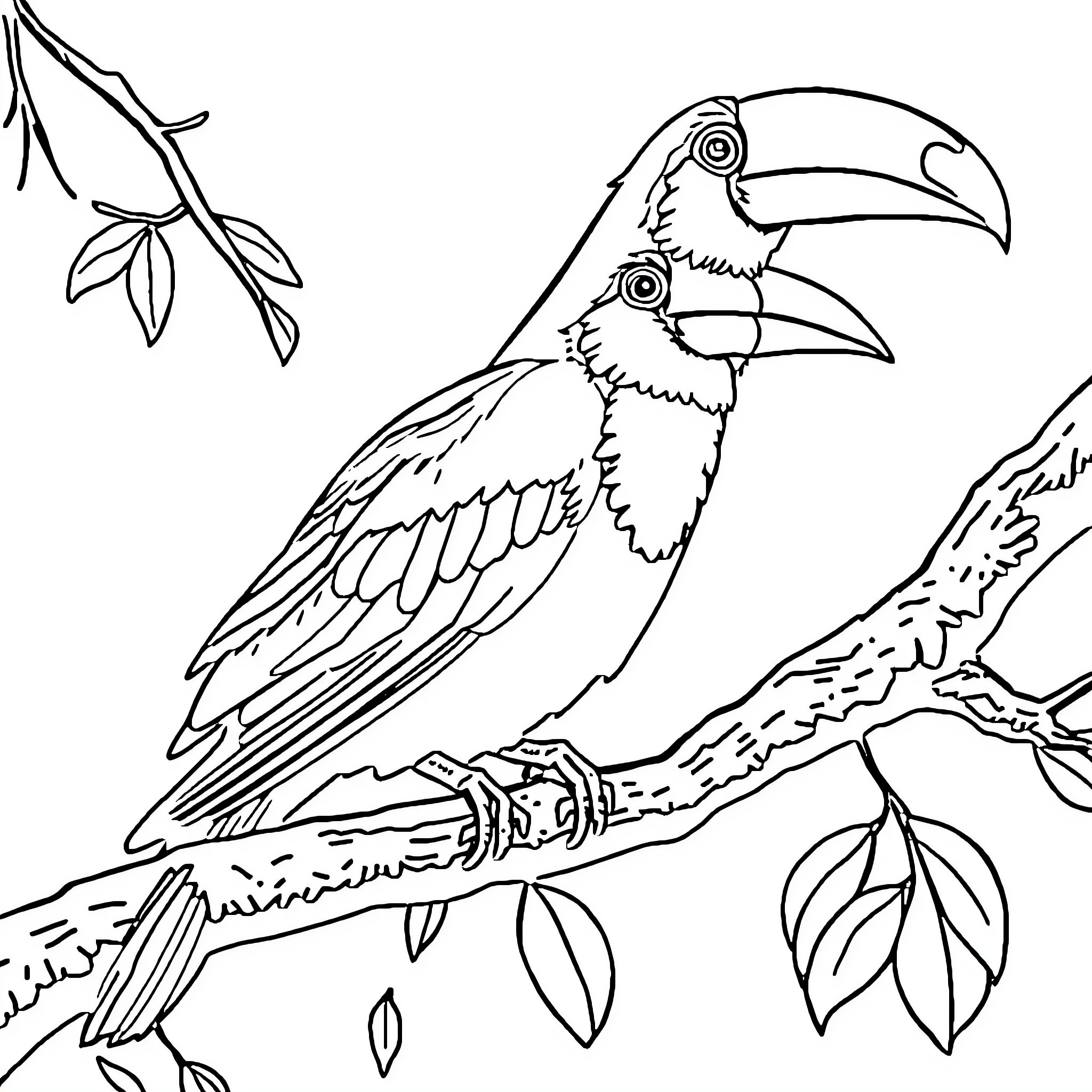 Large toucan perching on branch with leaves Coloring Page (free black-and-white line drawing printable PDF for all, from beginners to advanced learners, including children, teens, adults, and seniors)