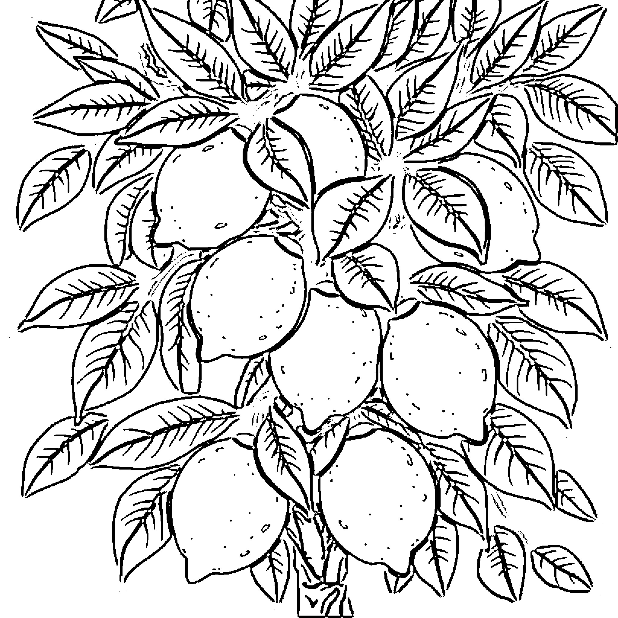 Lemon Tree with Vibrant Foliage Coloring Page (free black-and-white line drawing printable PDF for all, from beginners to advanced learners, including children, teens, adults, and seniors)